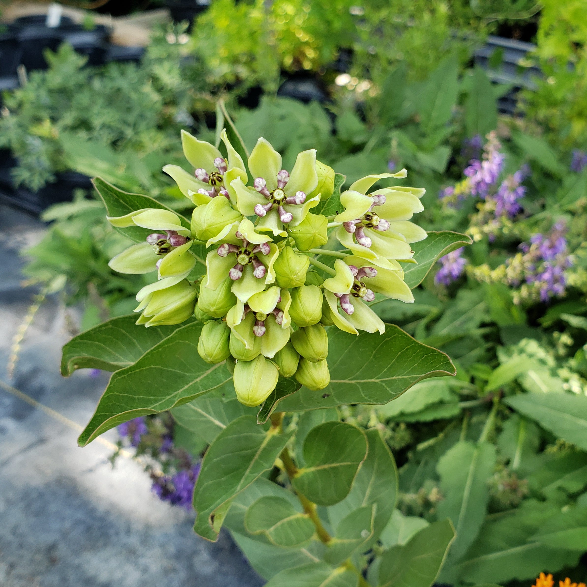 Asclepias viridis (Green Milkweed)