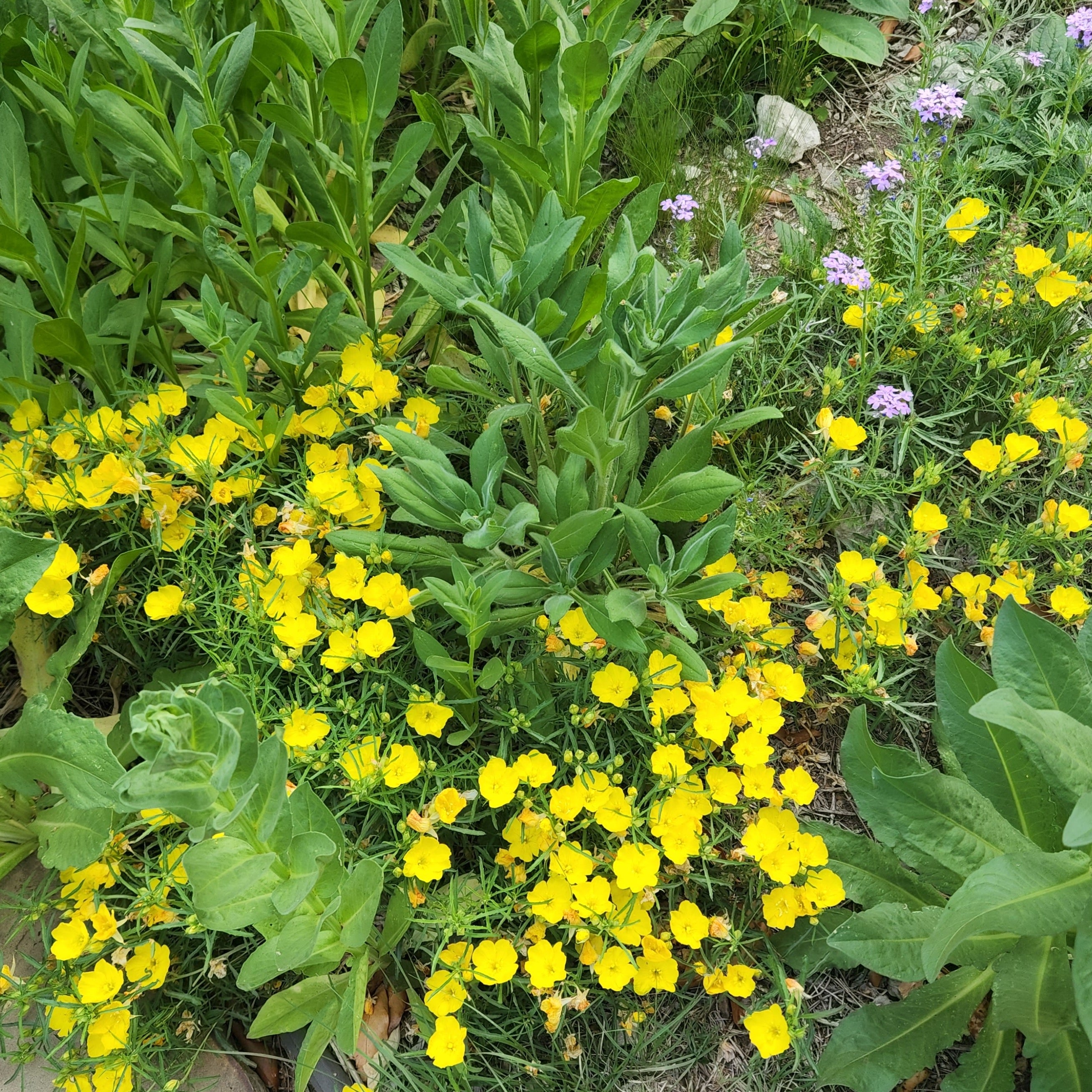 Calylophus berlandieri ssp. pinifolius (Texas Primrose)