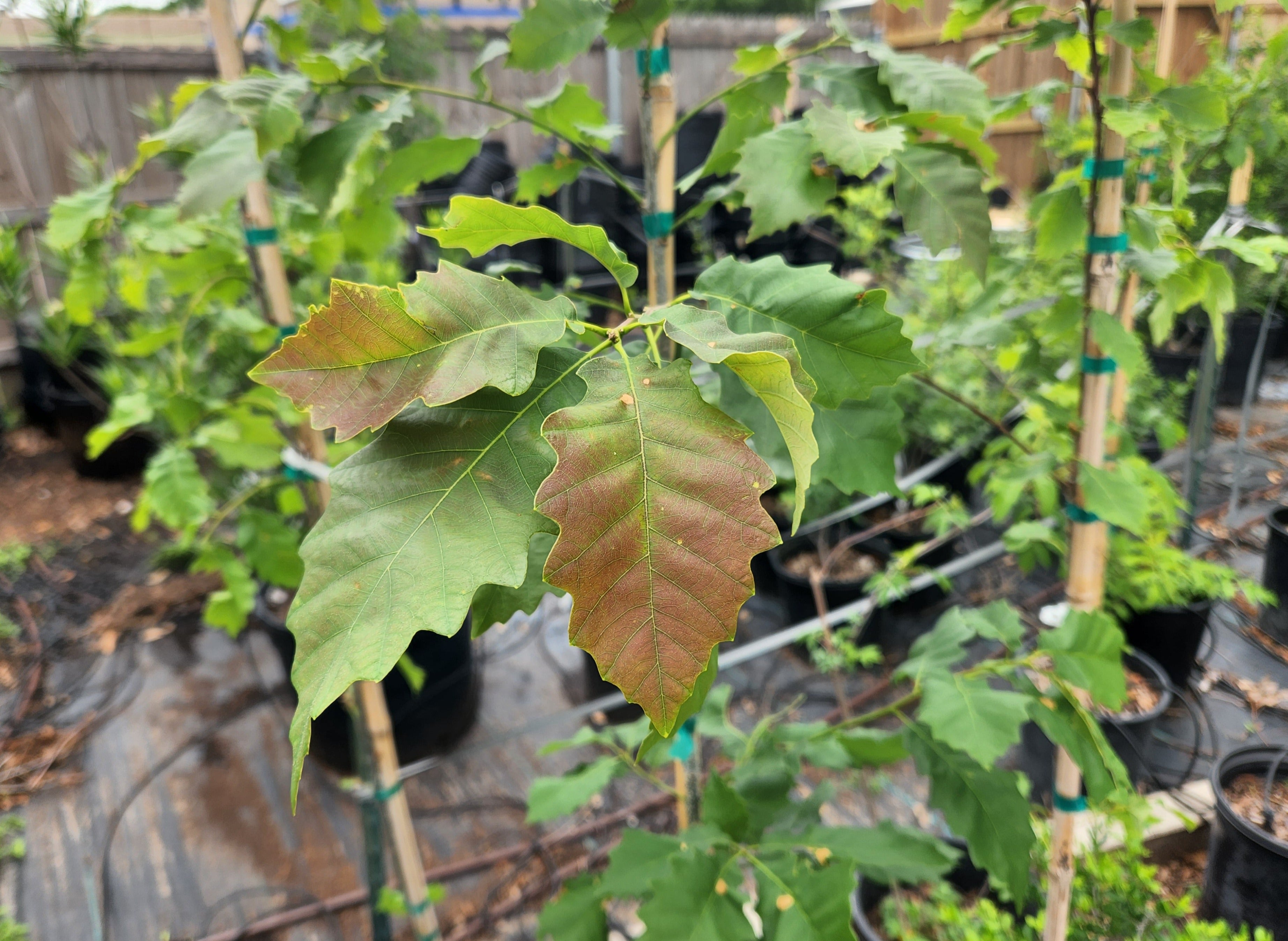Quercus muehlenbergii (Chinkapin Oak)