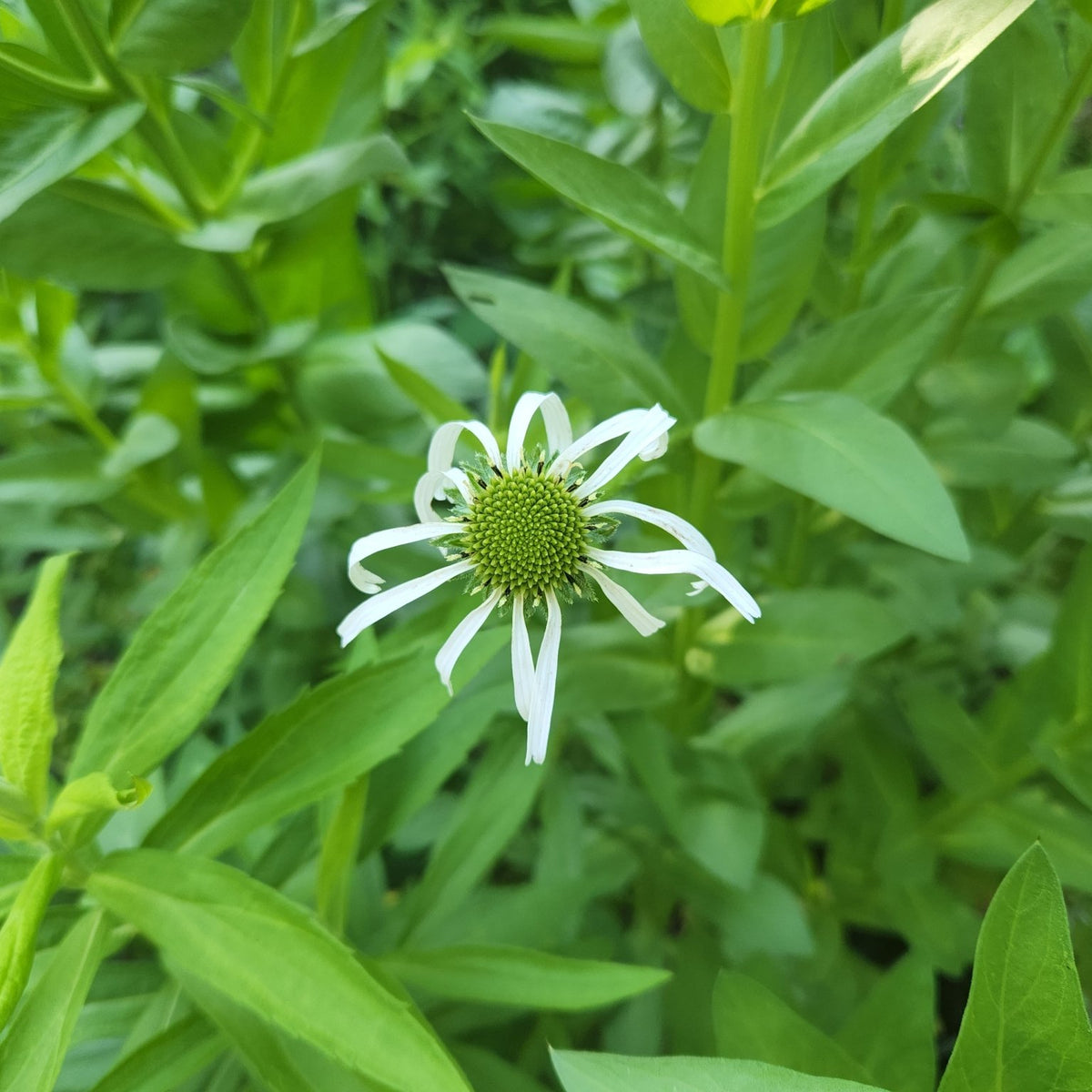 Echinacea pallida (Pale Coneflower)