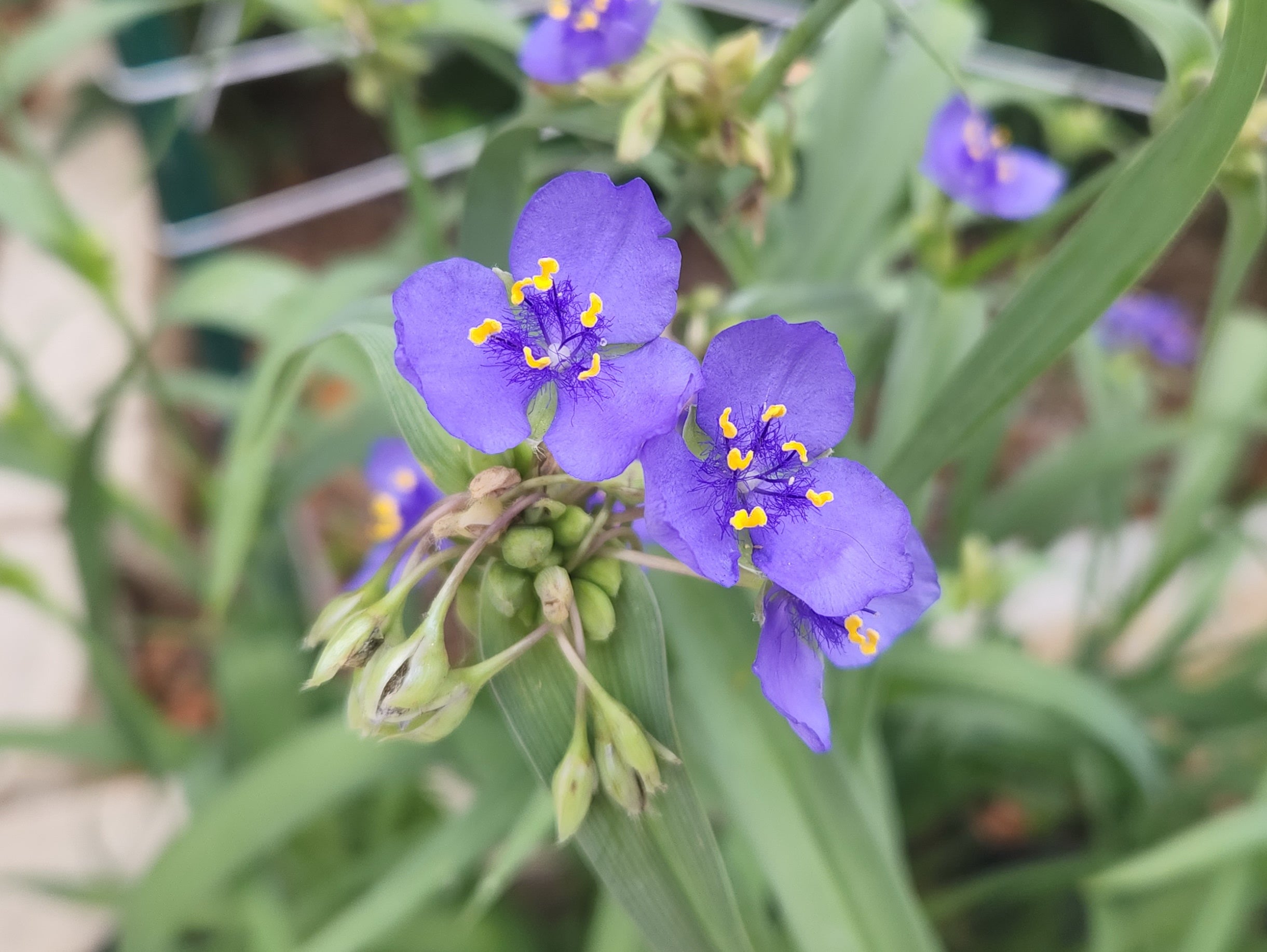 Tradescantia ohiensis (Ohio Spiderwort)