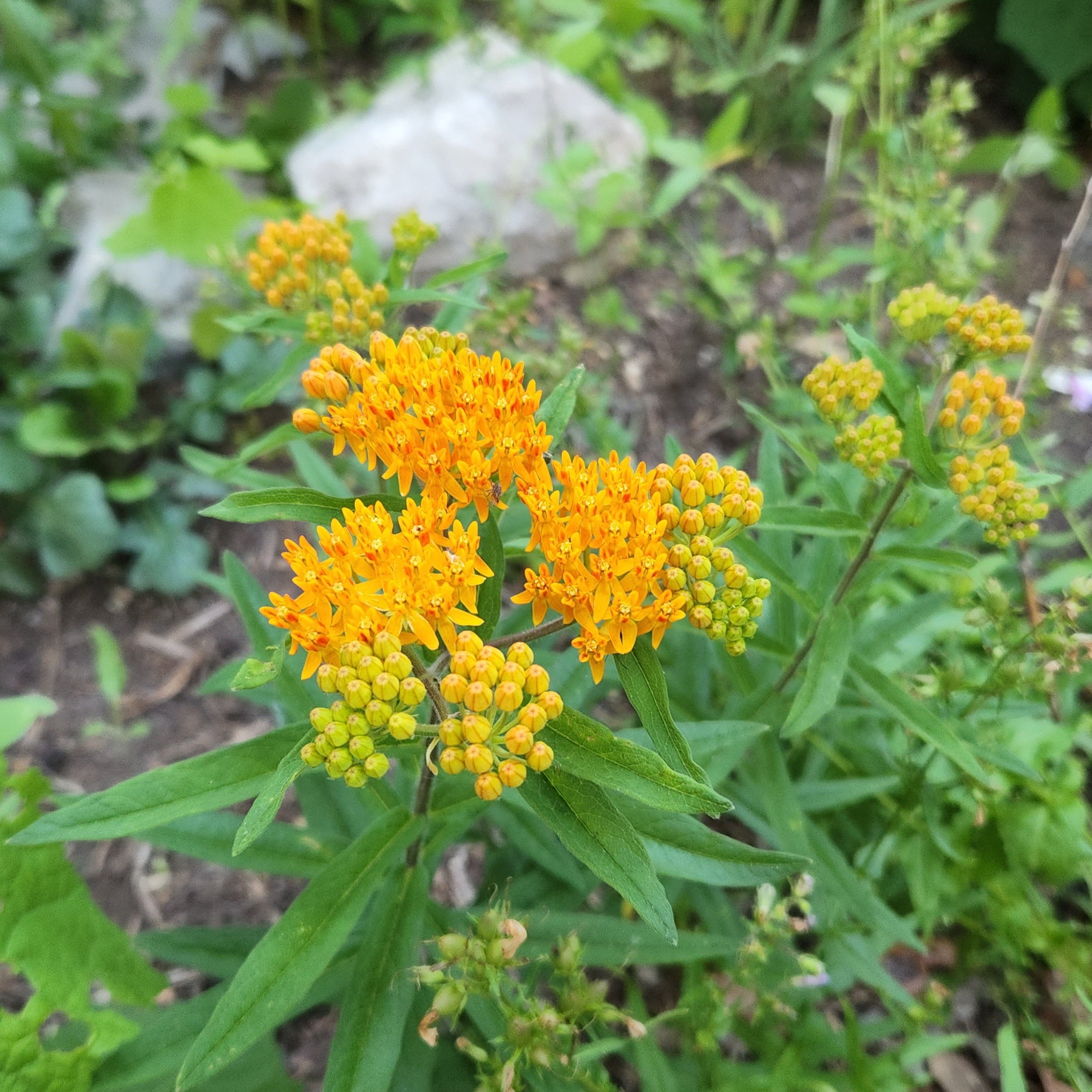 Asclepias tuberosa (Butterfly Weed)