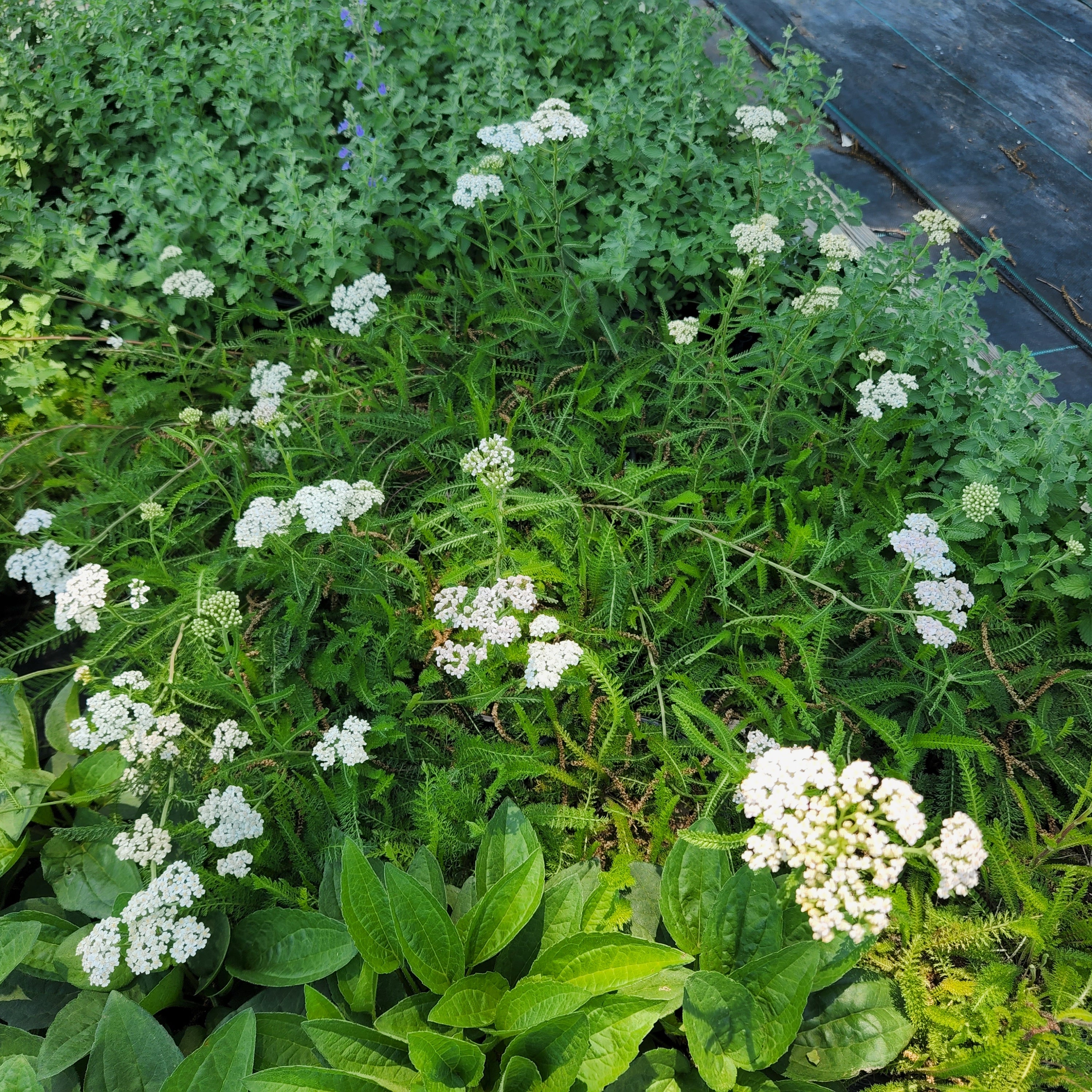 Achillea millefolium (Common Yarrow)