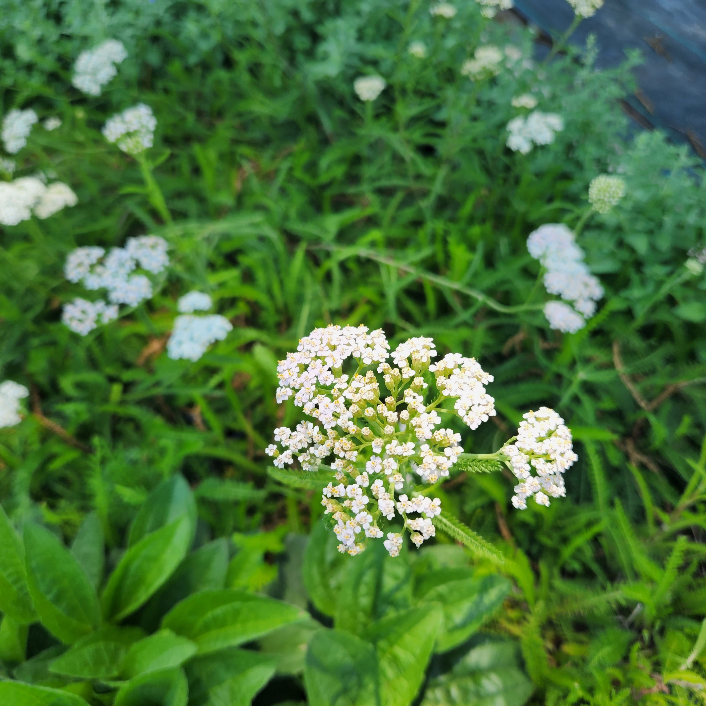 Achillea millefolium (Common Yarrow)