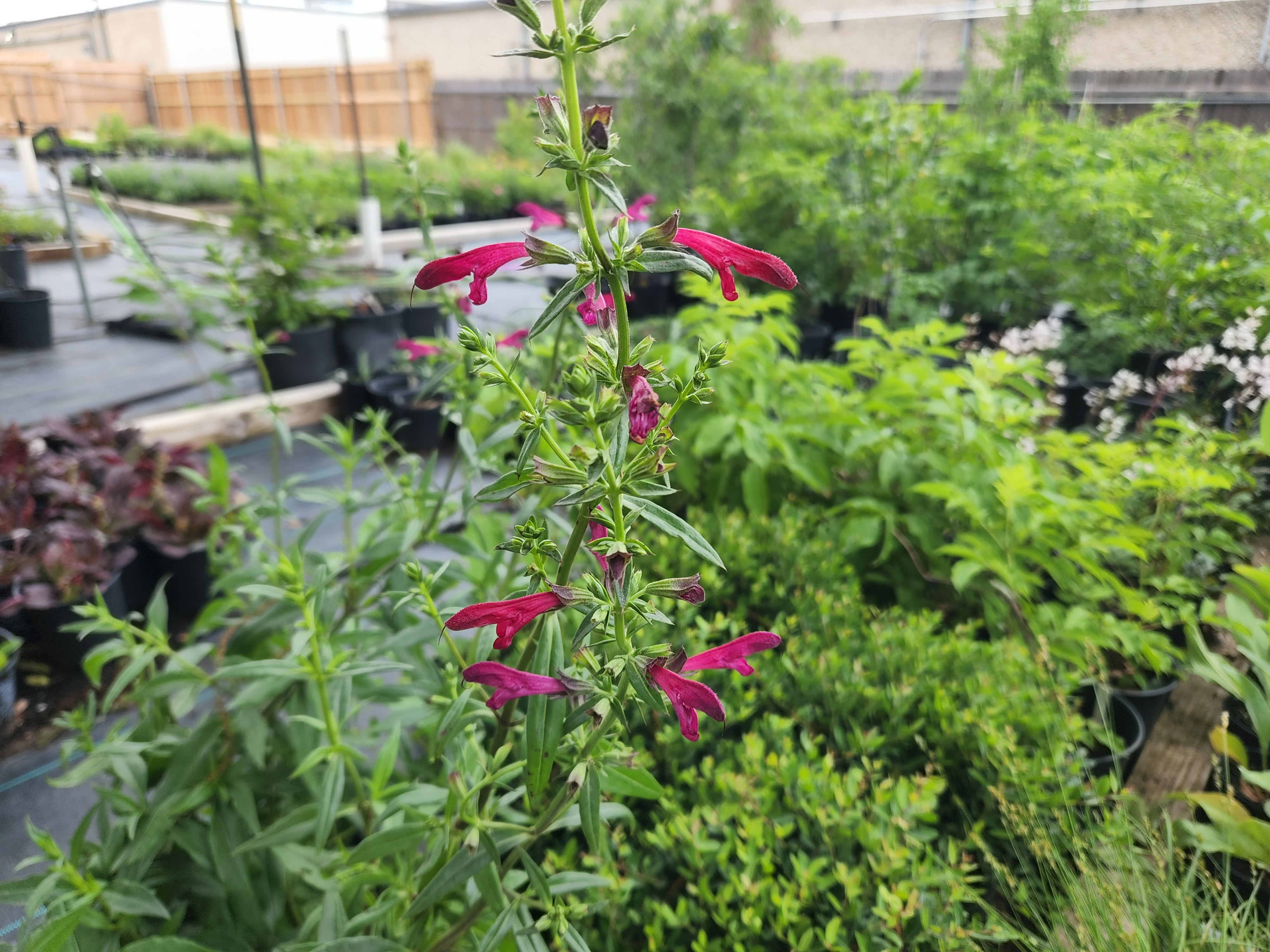 Salvia pentstemonoides (Big Red Sage)
