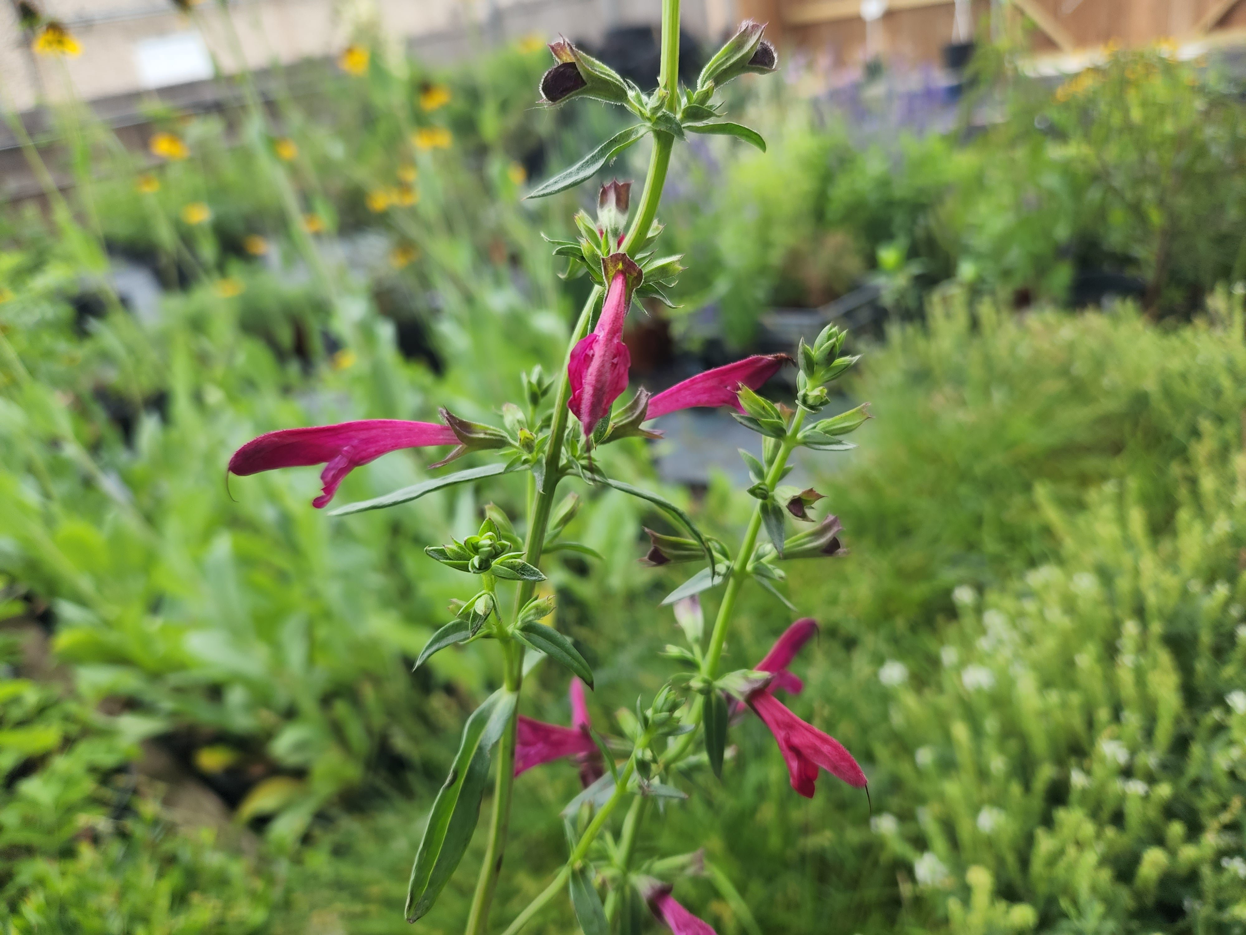 Salvia pentstemonoides (Big Red Sage)