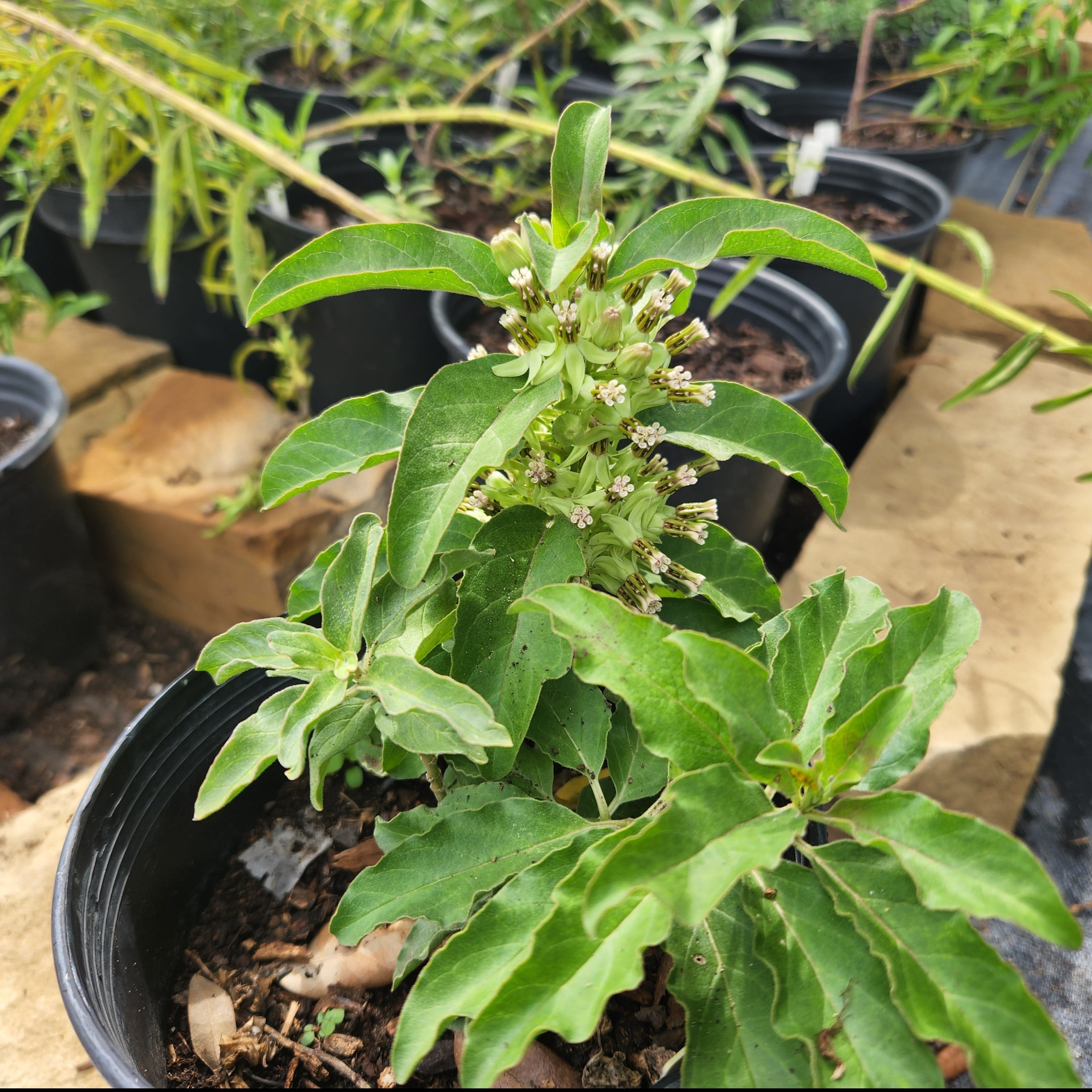 Asclepias oenotheroides (Zizotes Milkweed)