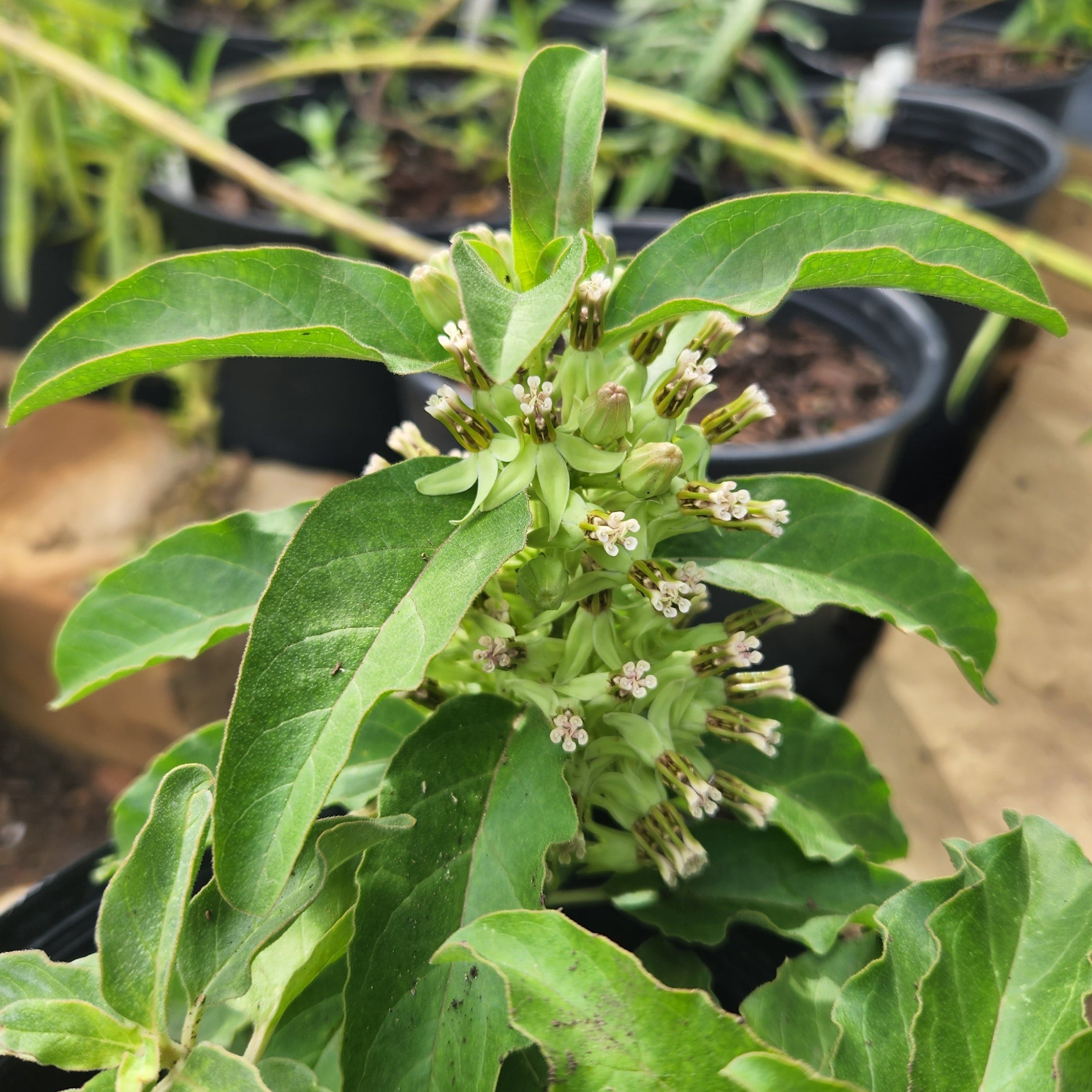 Asclepias oenotheroides (Zizotes Milkweed)