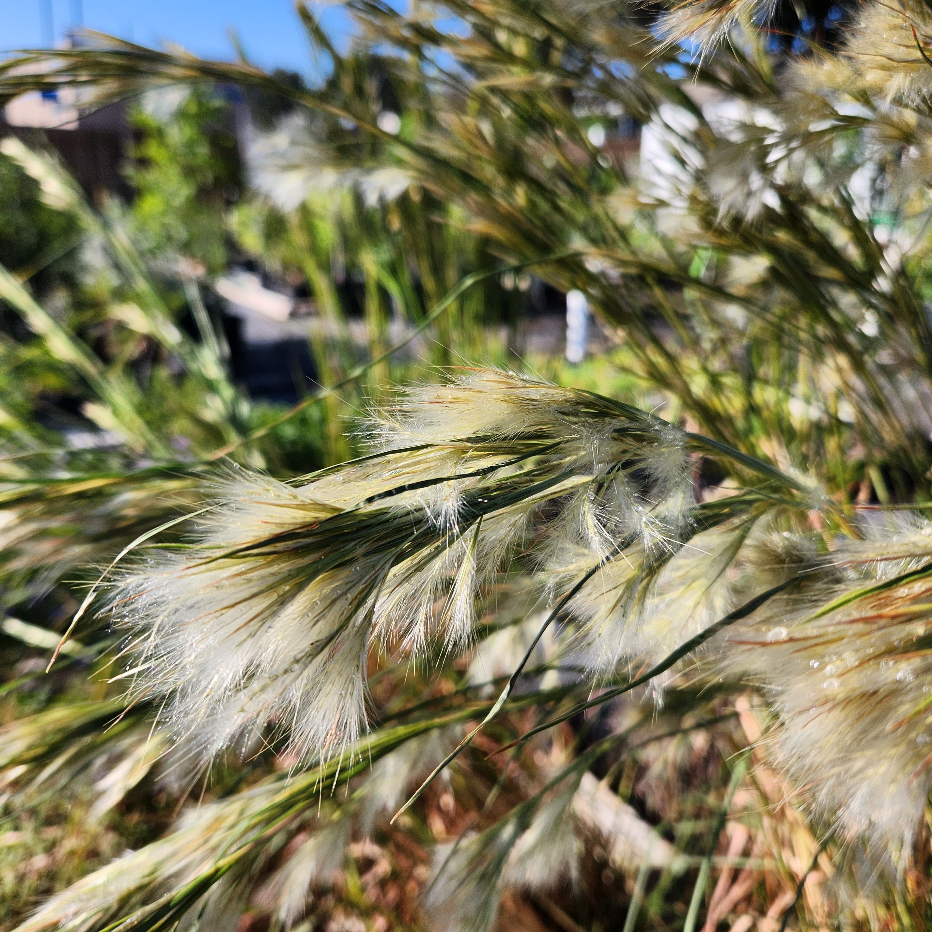 Andropogon glomeratus (Bushy Bluestem)