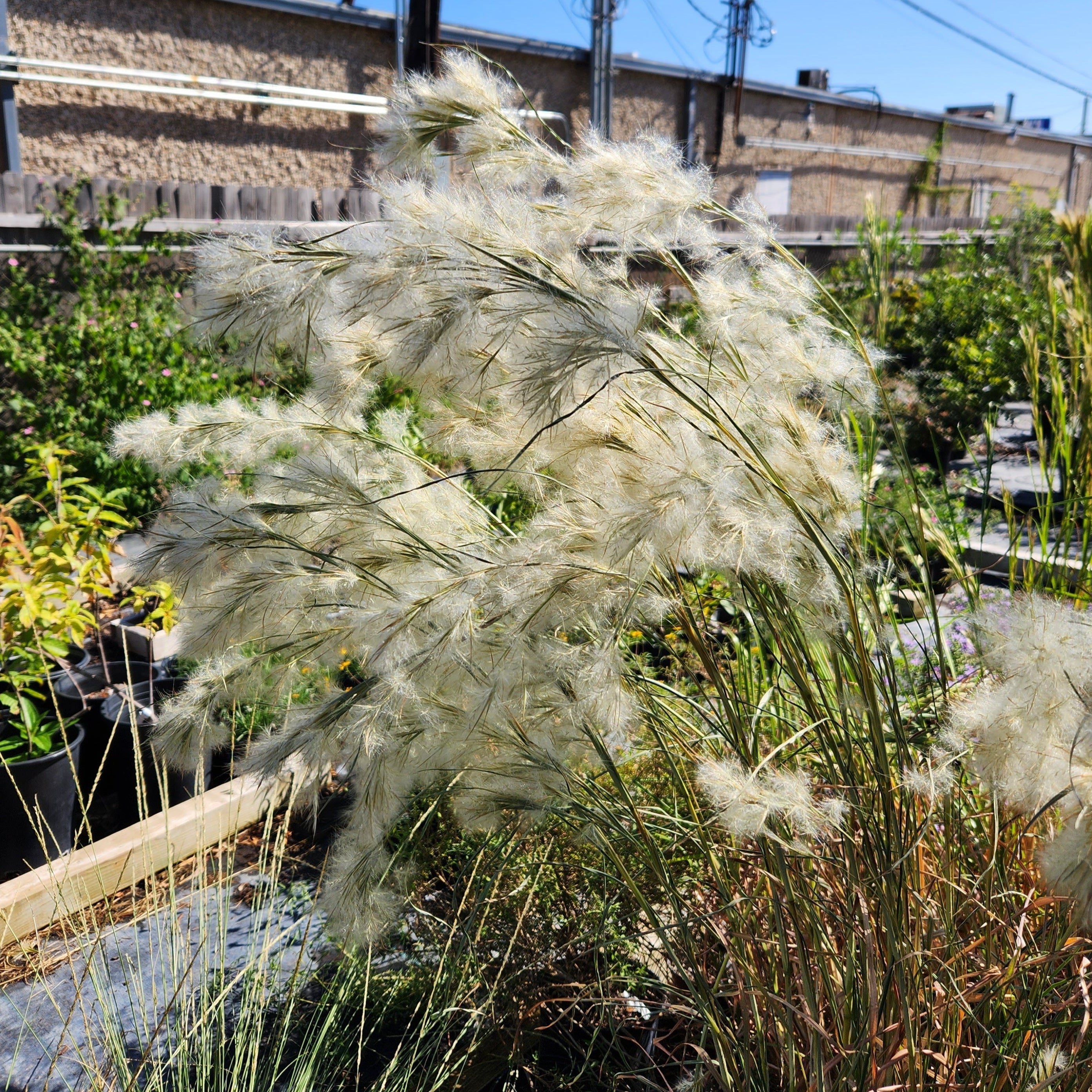 Andropogon glomeratus (Bushy Bluestem)