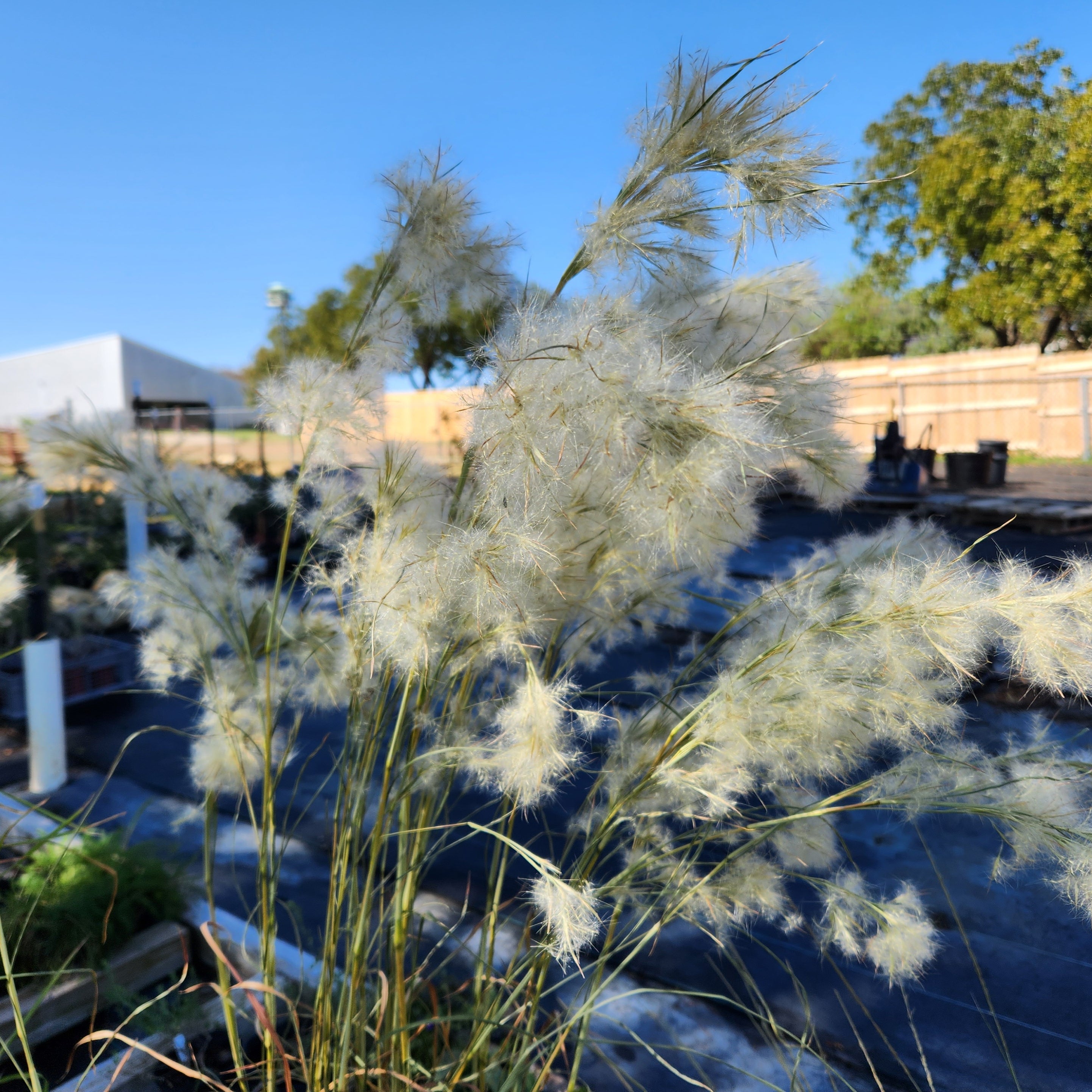 Andropogon glomeratus (Bushy Bluestem)