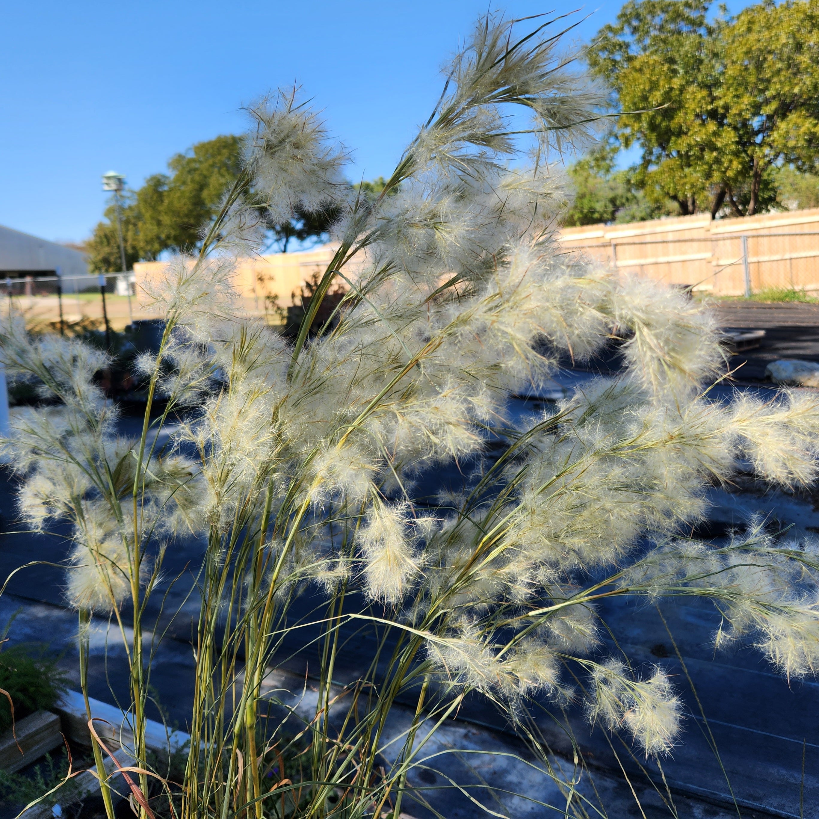 Andropogon glomeratus (Bushy Bluestem)
