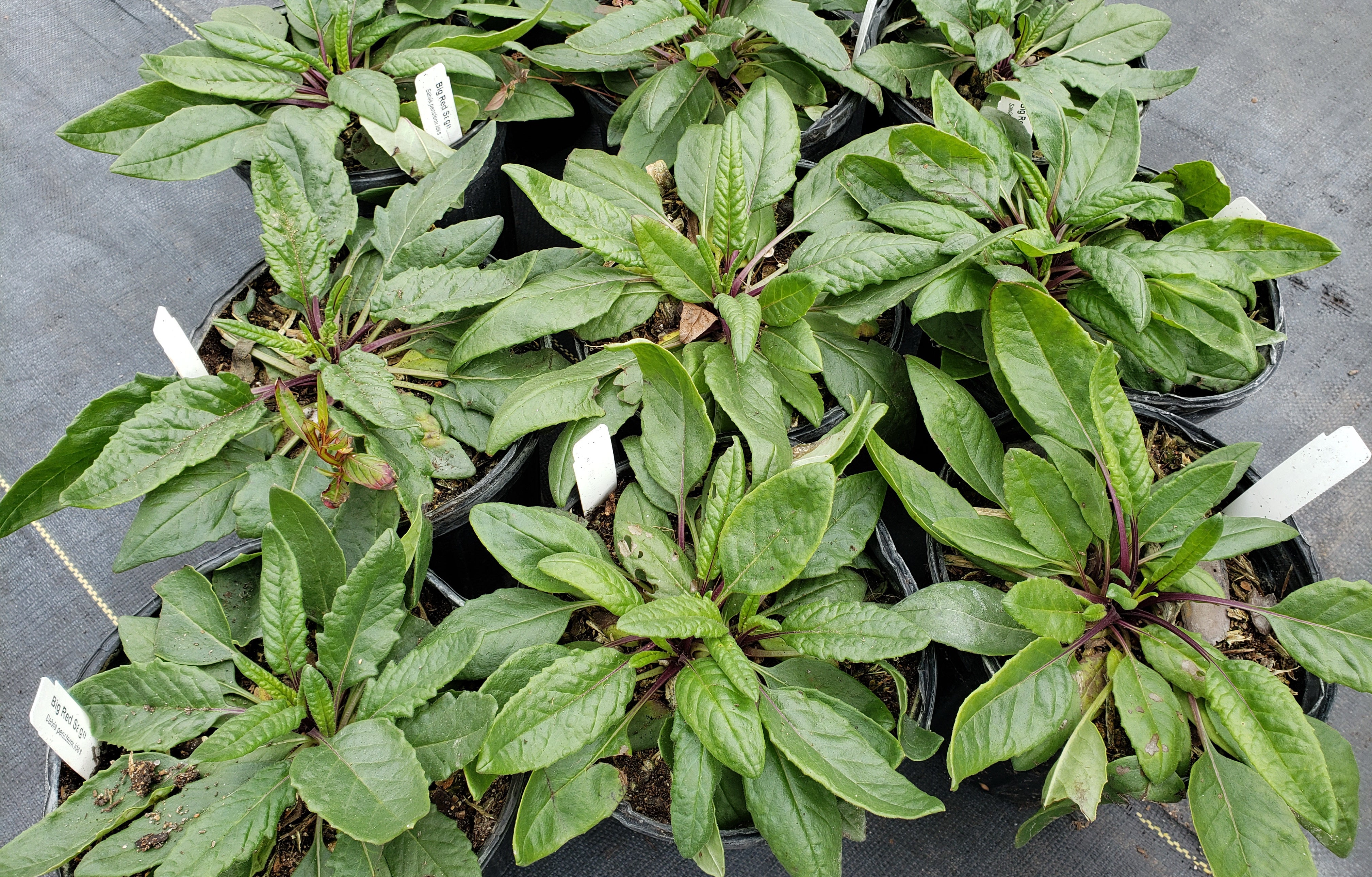 Salvia pentstemonoides (Big Red Sage)