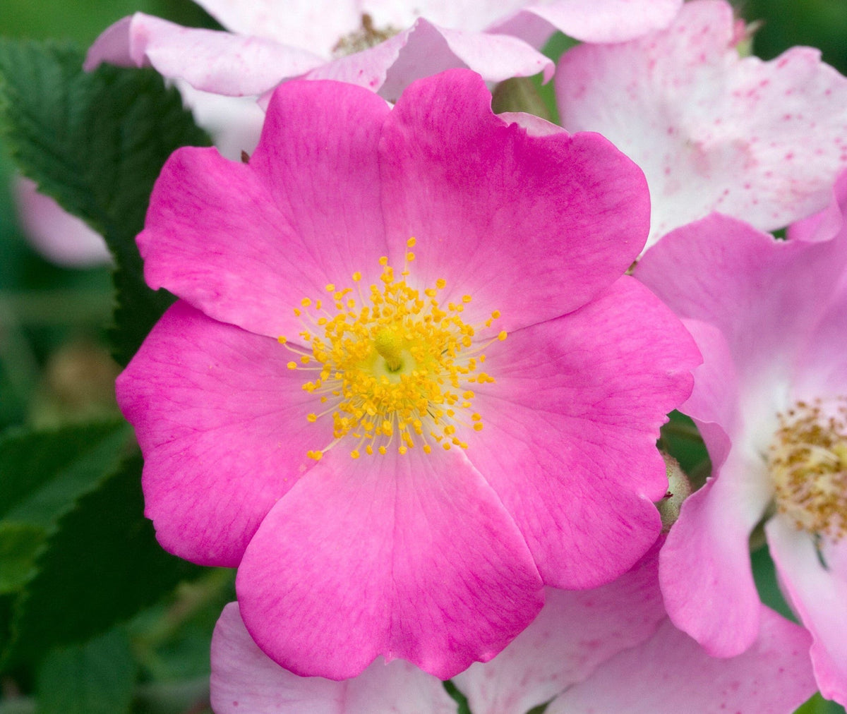 Rosa setigera (Climbing Prairie Rose)