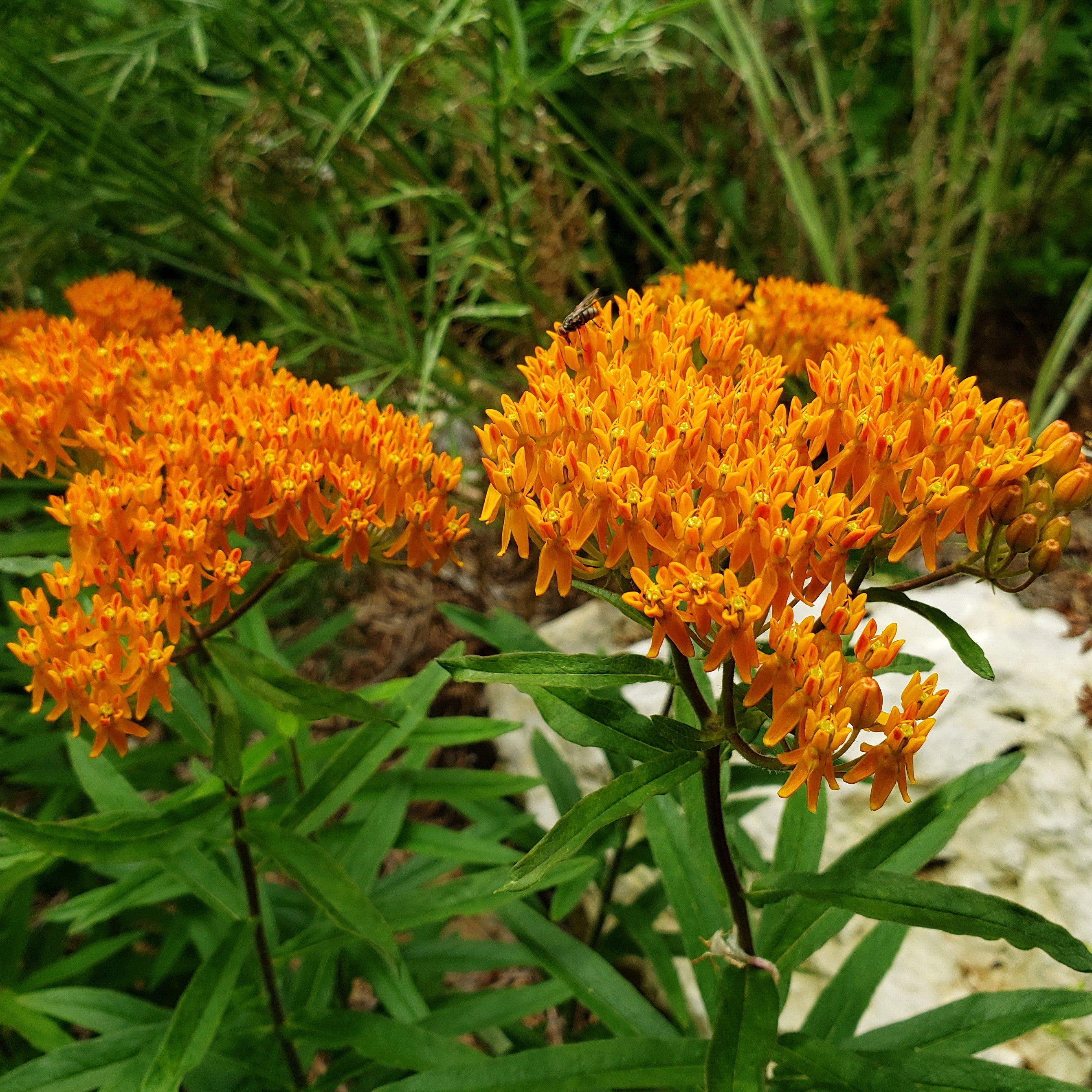 Butterfly Milkweed (Asclepias tuberosa)