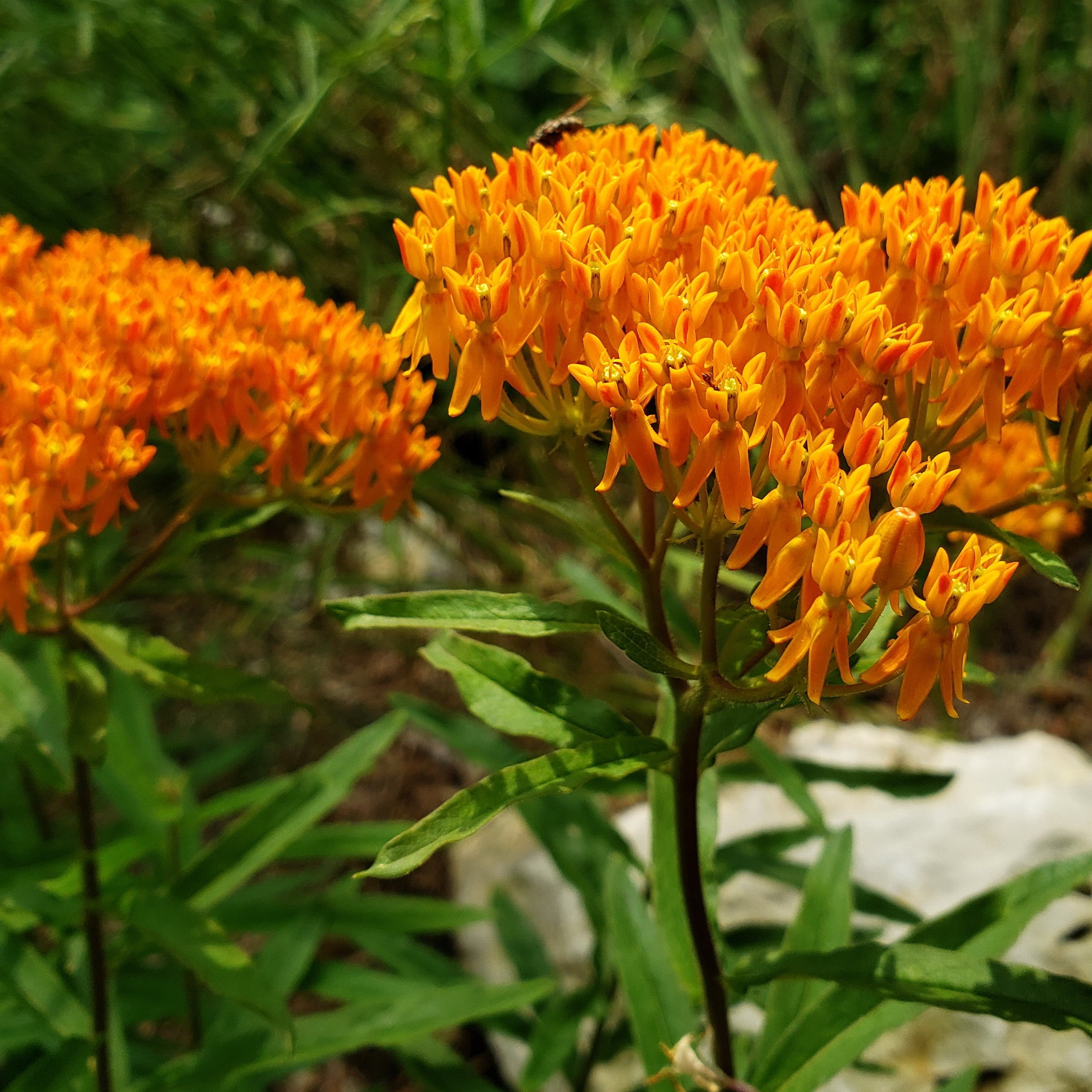 Butterfly Milkweed (Asclepias tuberosa)