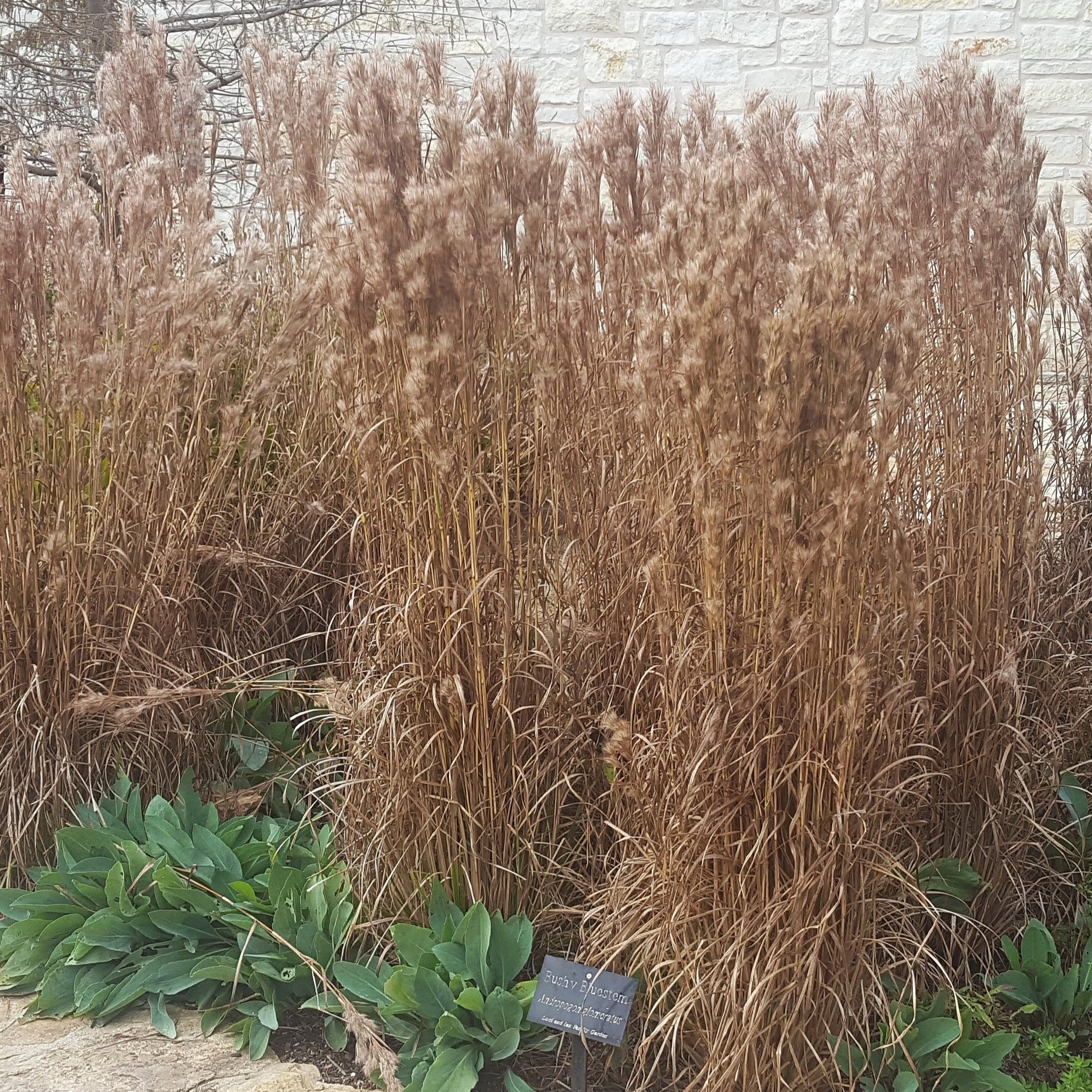 Bushy Bluestem (Andropogon glomeratus)