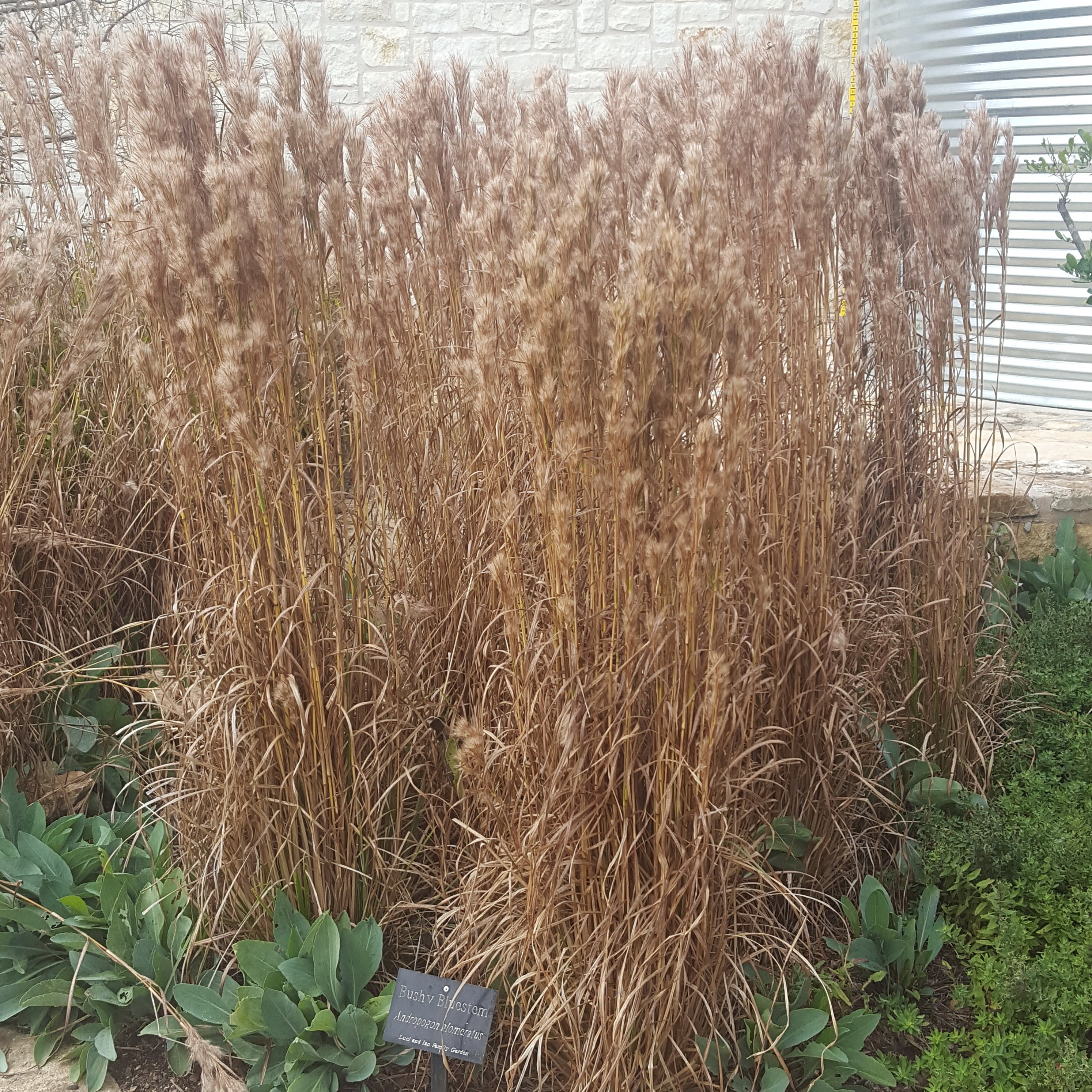 Bushy Bluestem (Andropogon glomeratus)