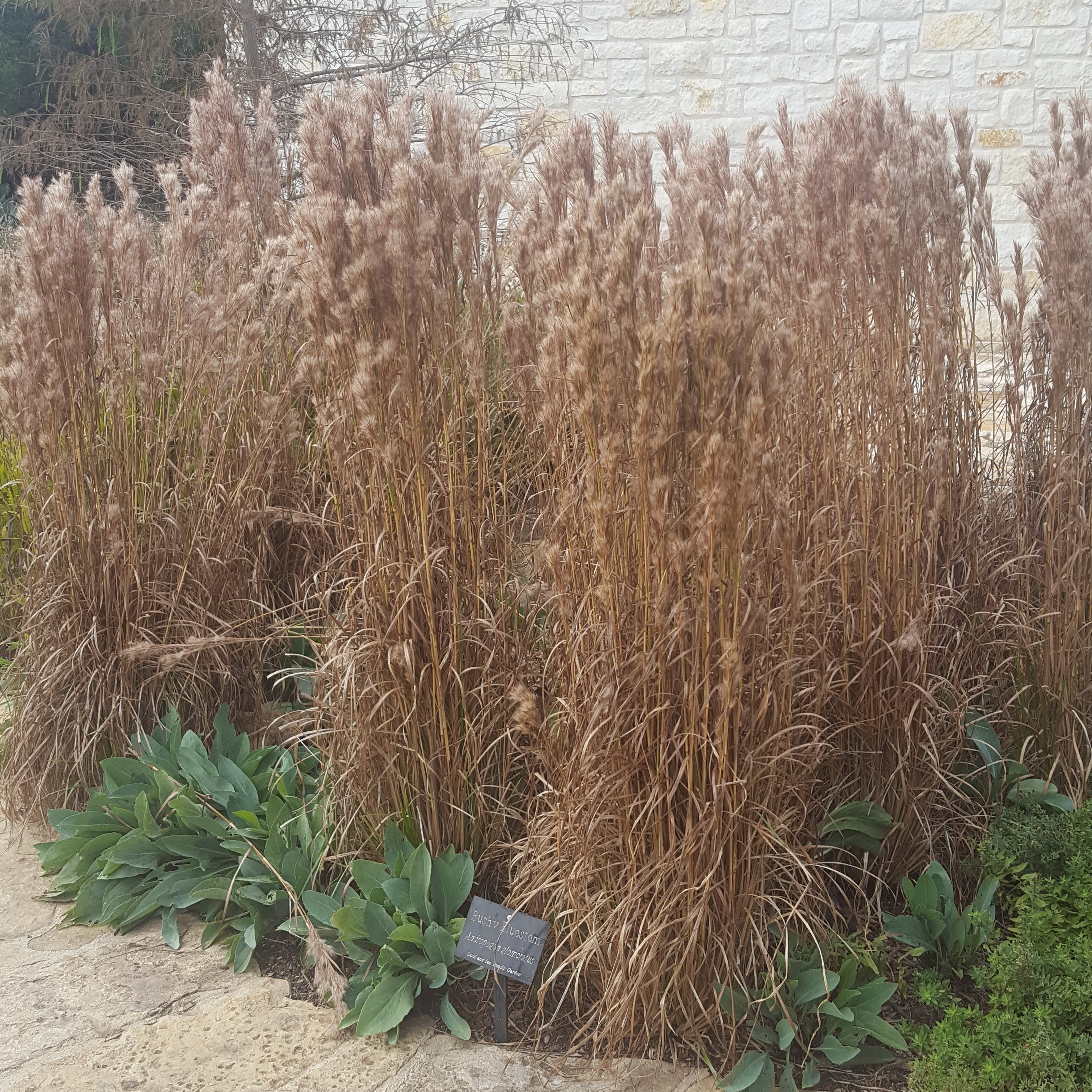 Bushy Bluestem (Andropogon glomeratus)