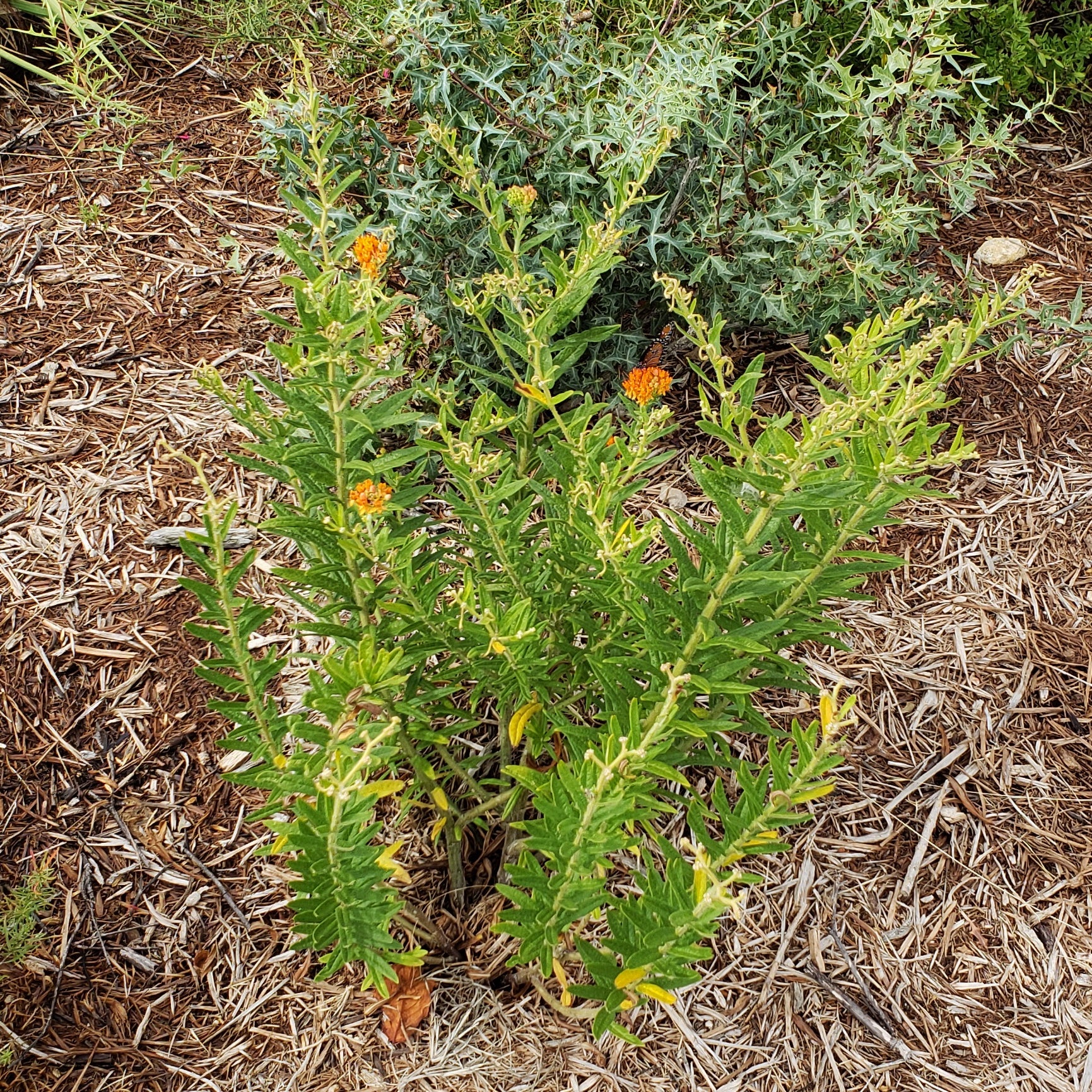 Butterfly weed (Asclepias tuberosa)