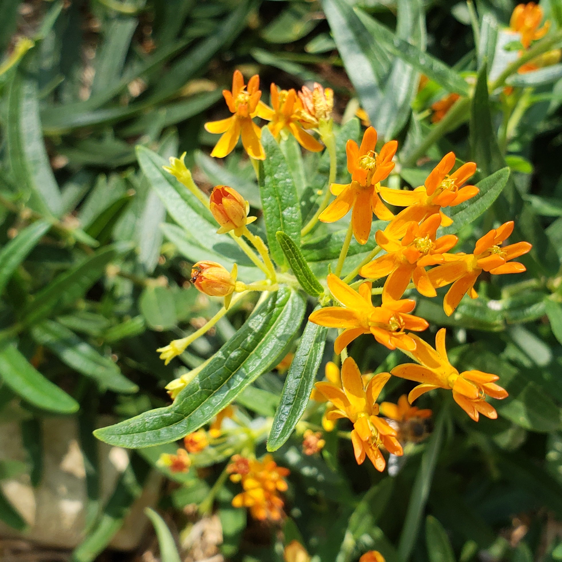 Butterfly weed (Asclepias tuberosa)
