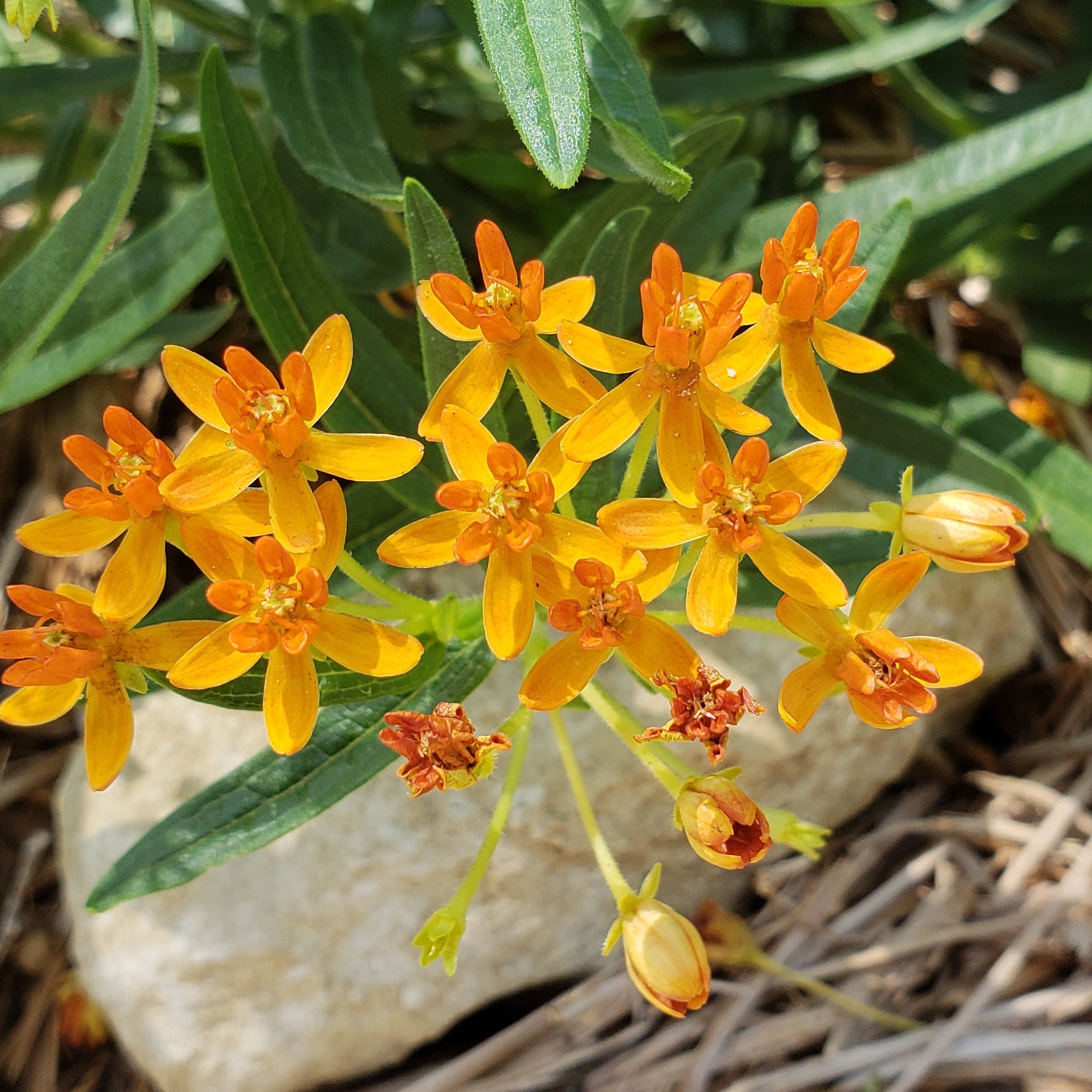 Butterfly weed (Asclepias tuberosa)