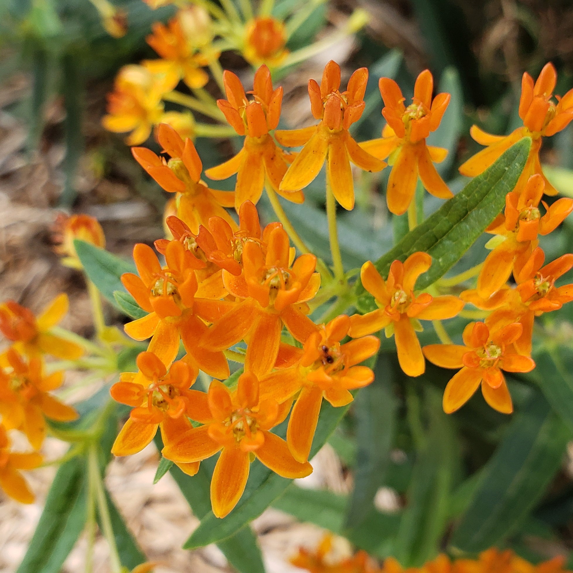 Butterfly weed (Asclepias tuberosa)