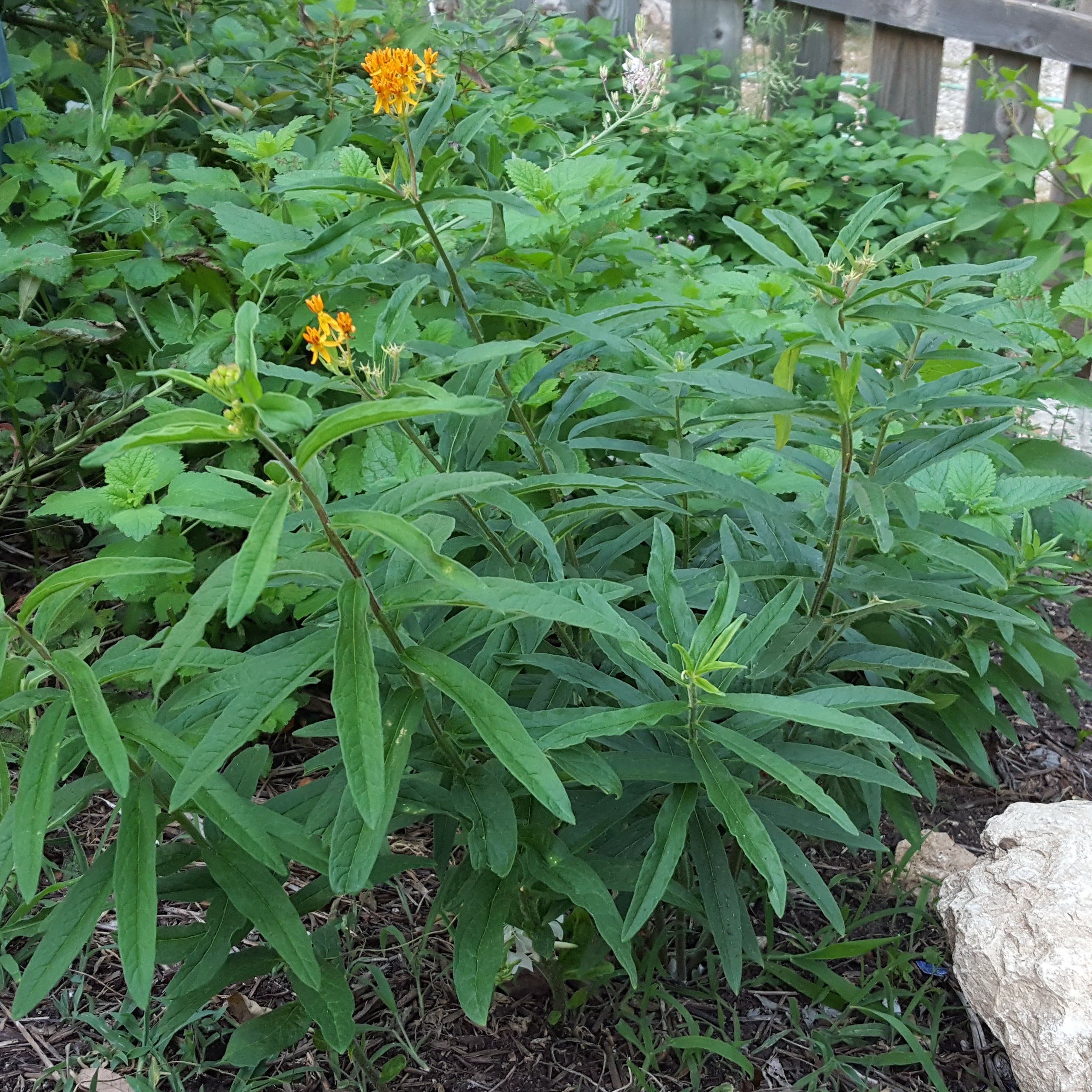 Butterfly weed (Asclepias tuberosa)