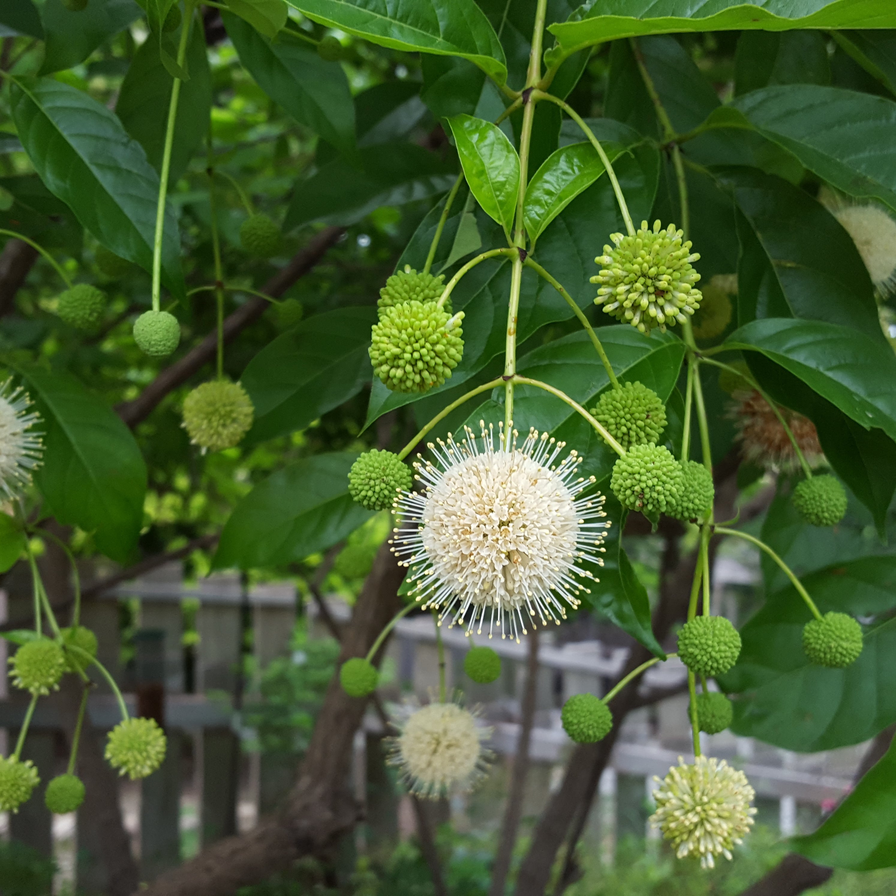 Buttonbush (Cephalanthus occidentalis)