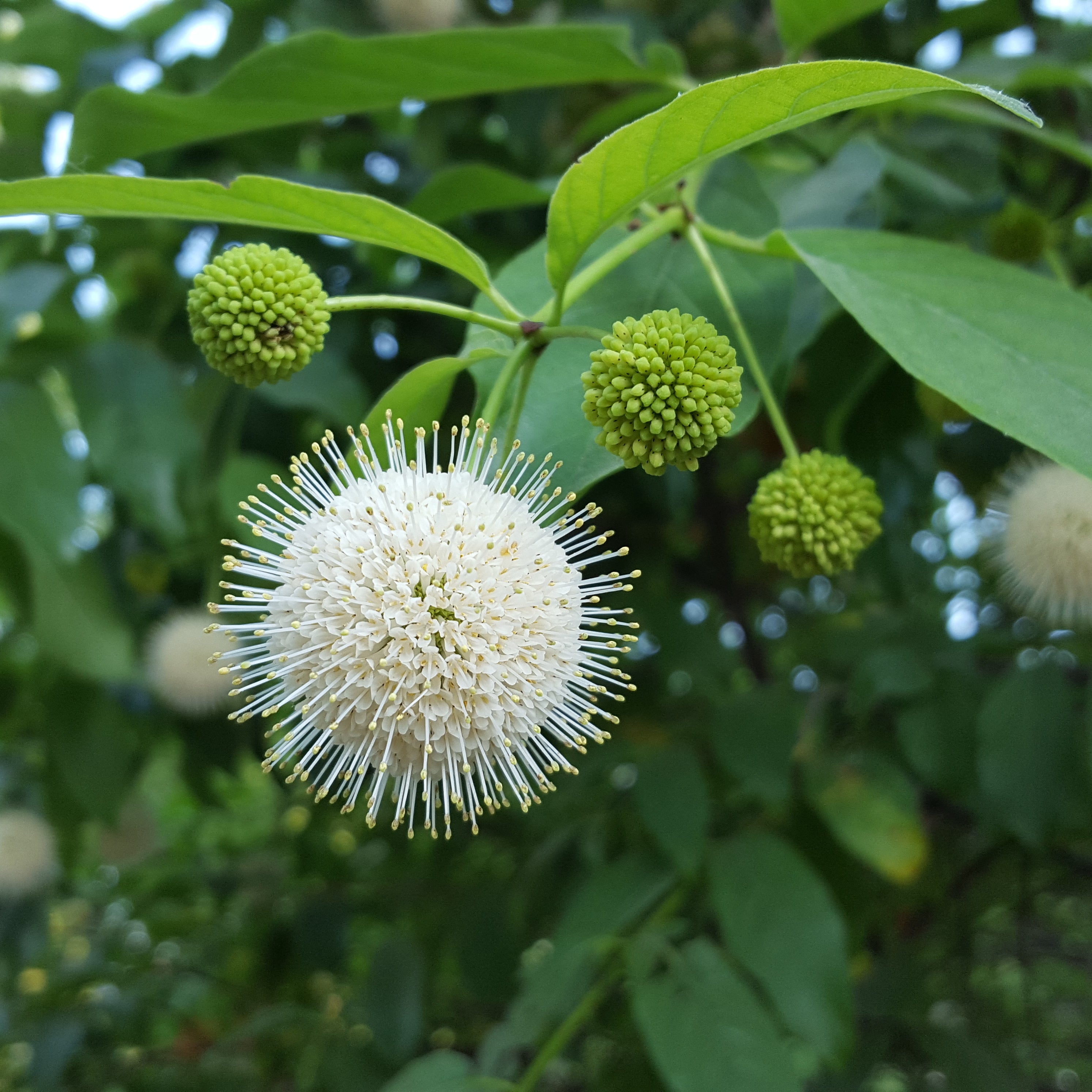 Buttonbush (Cephalanthus occidentalis)