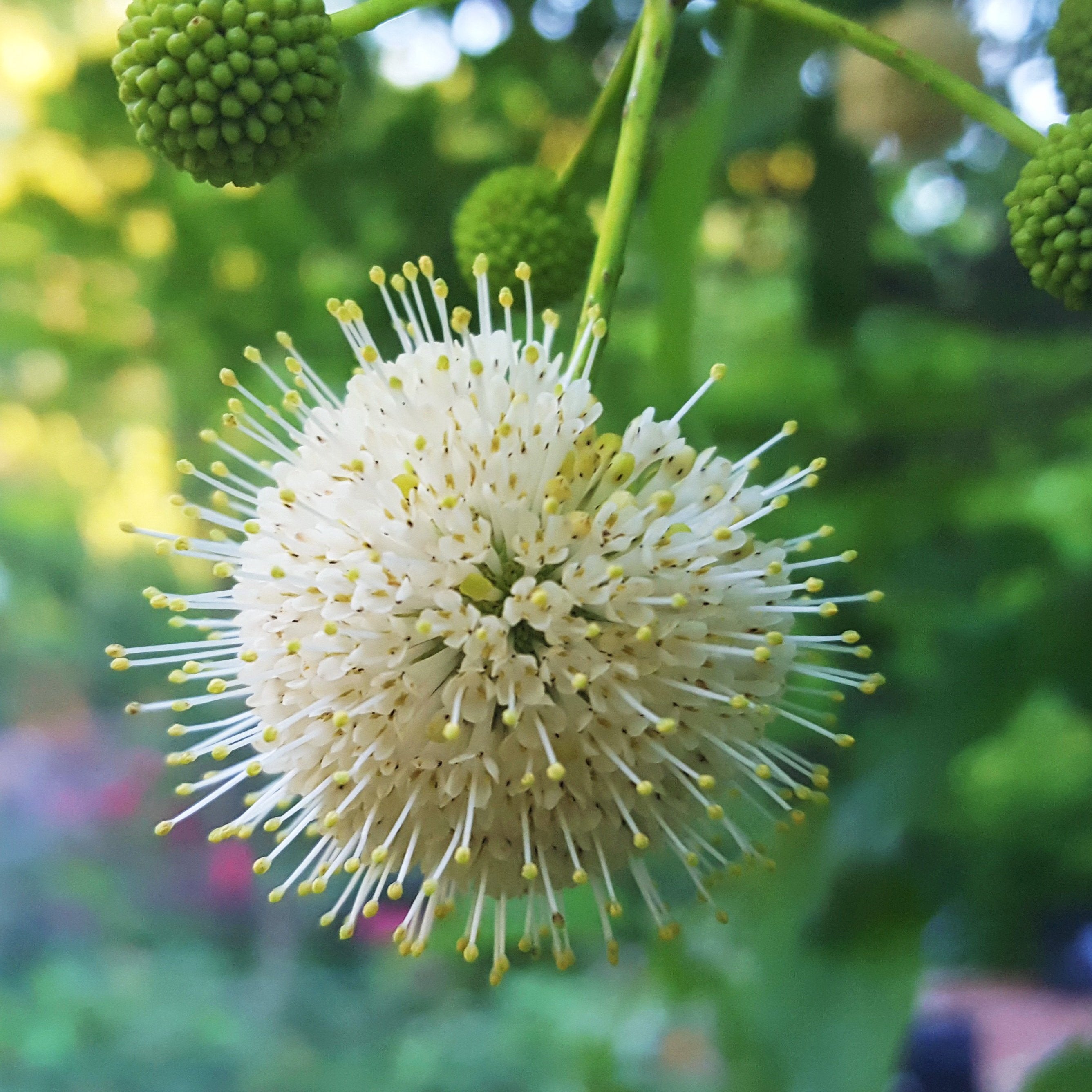Buttonbush (Cephalanthus occidentalis)