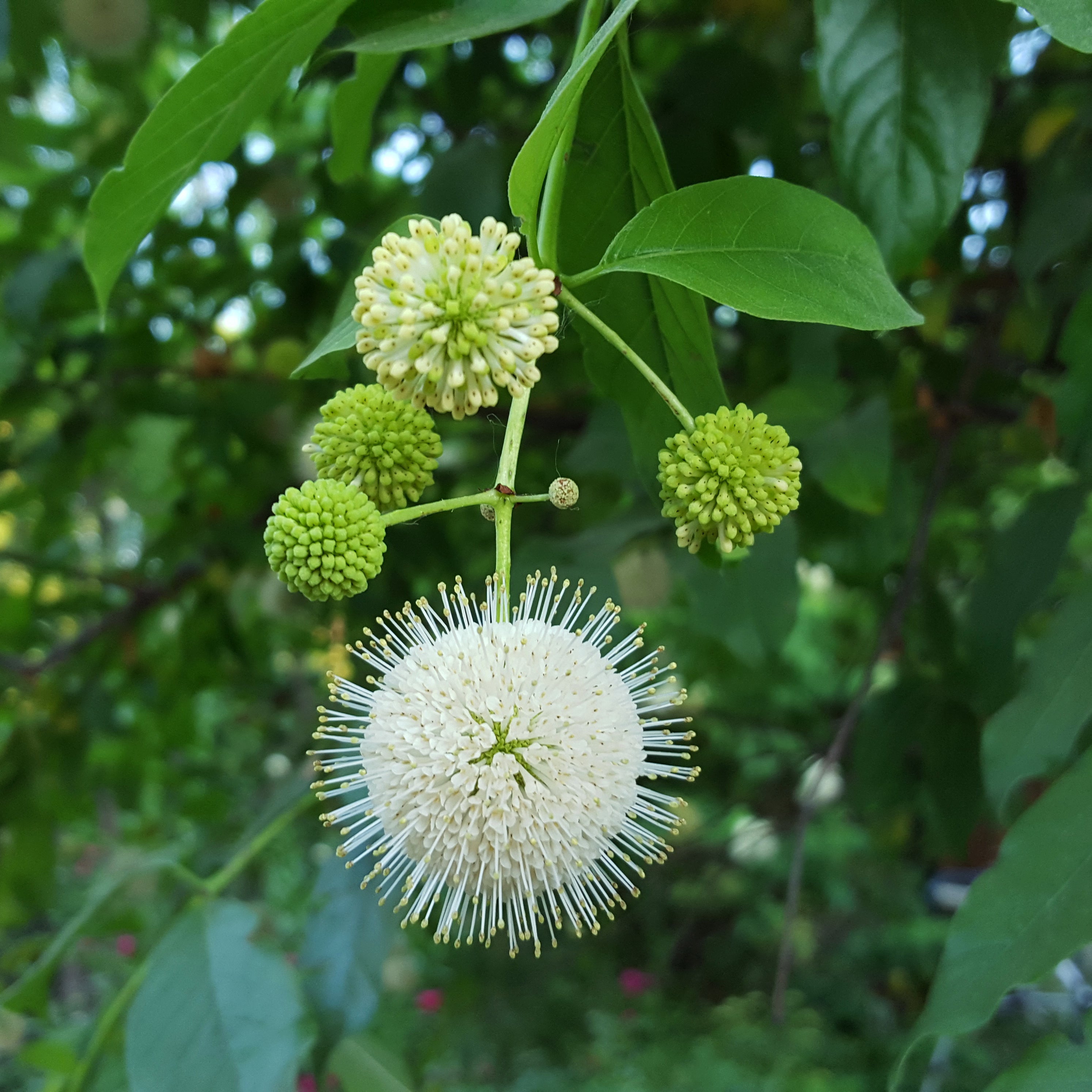 Buttonbush (Cephalanthus occidentalis)