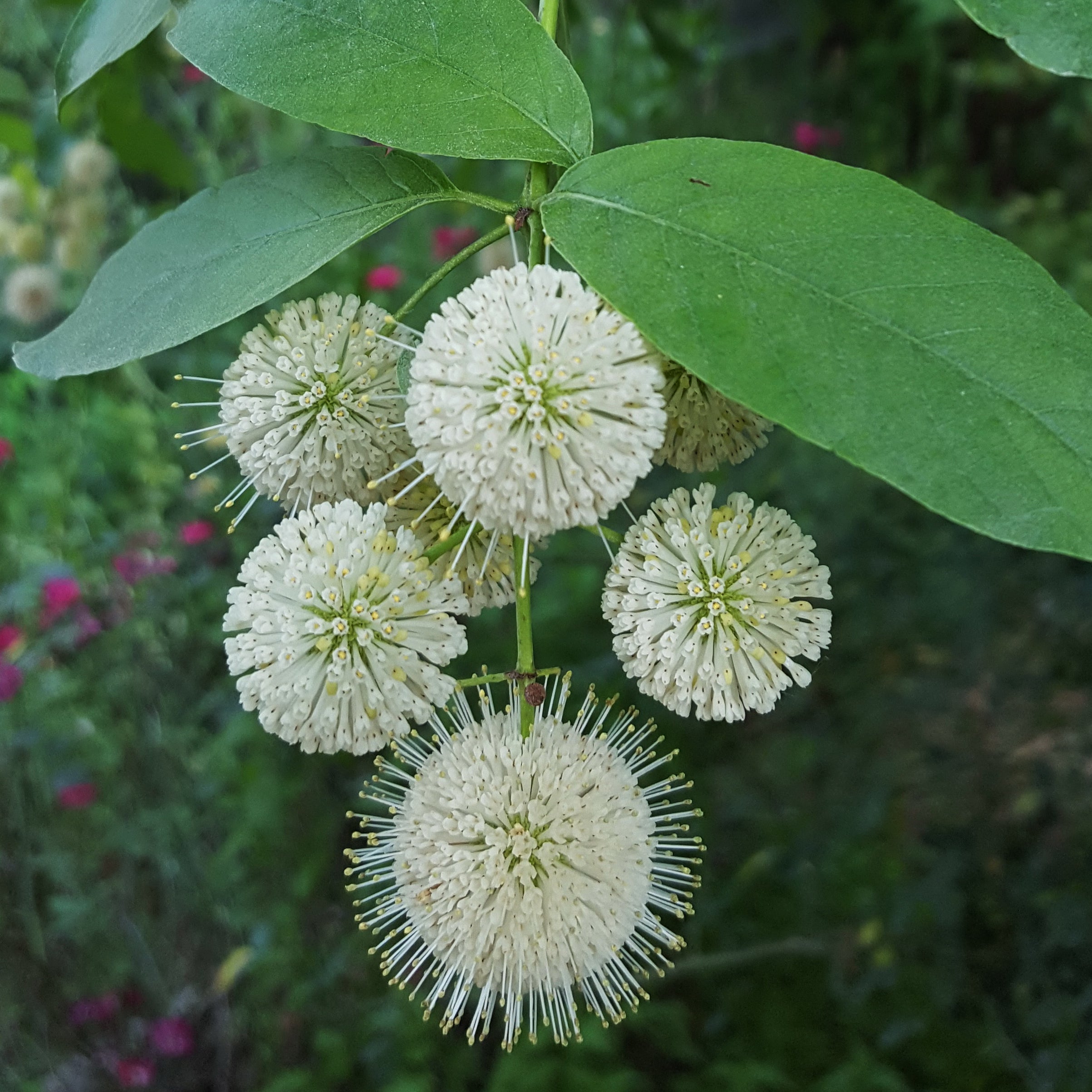 Buttonbush (Cephalanthus occidentalis)