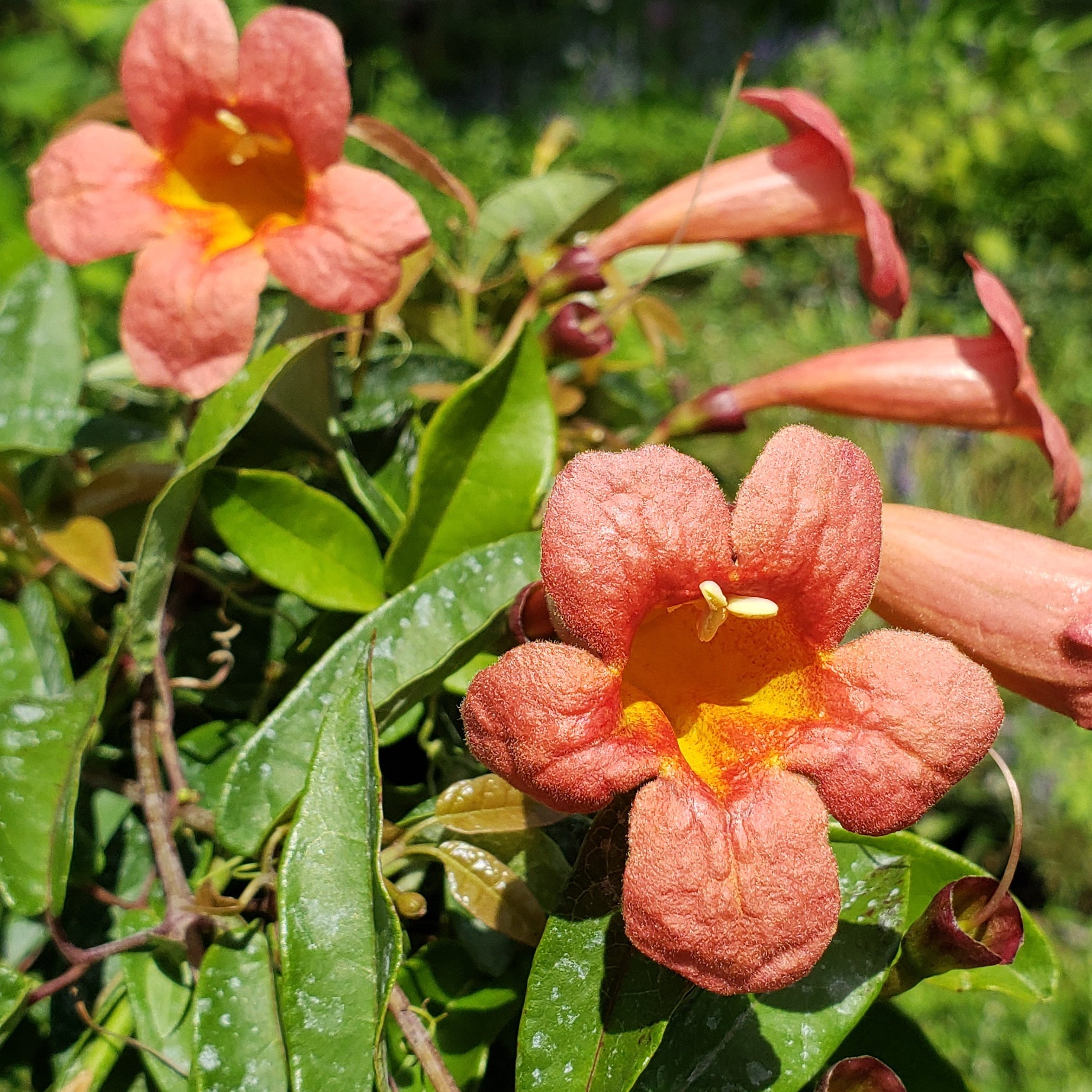 Crossvine 'Tangerine beauty' (Bignonia capreolata 'Tangerine beauty')