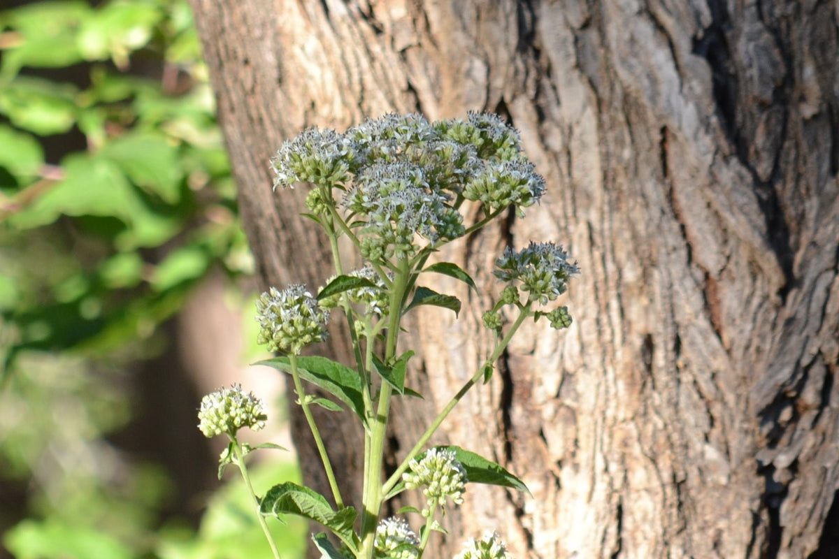 Verbesina virginica (Frostweed)