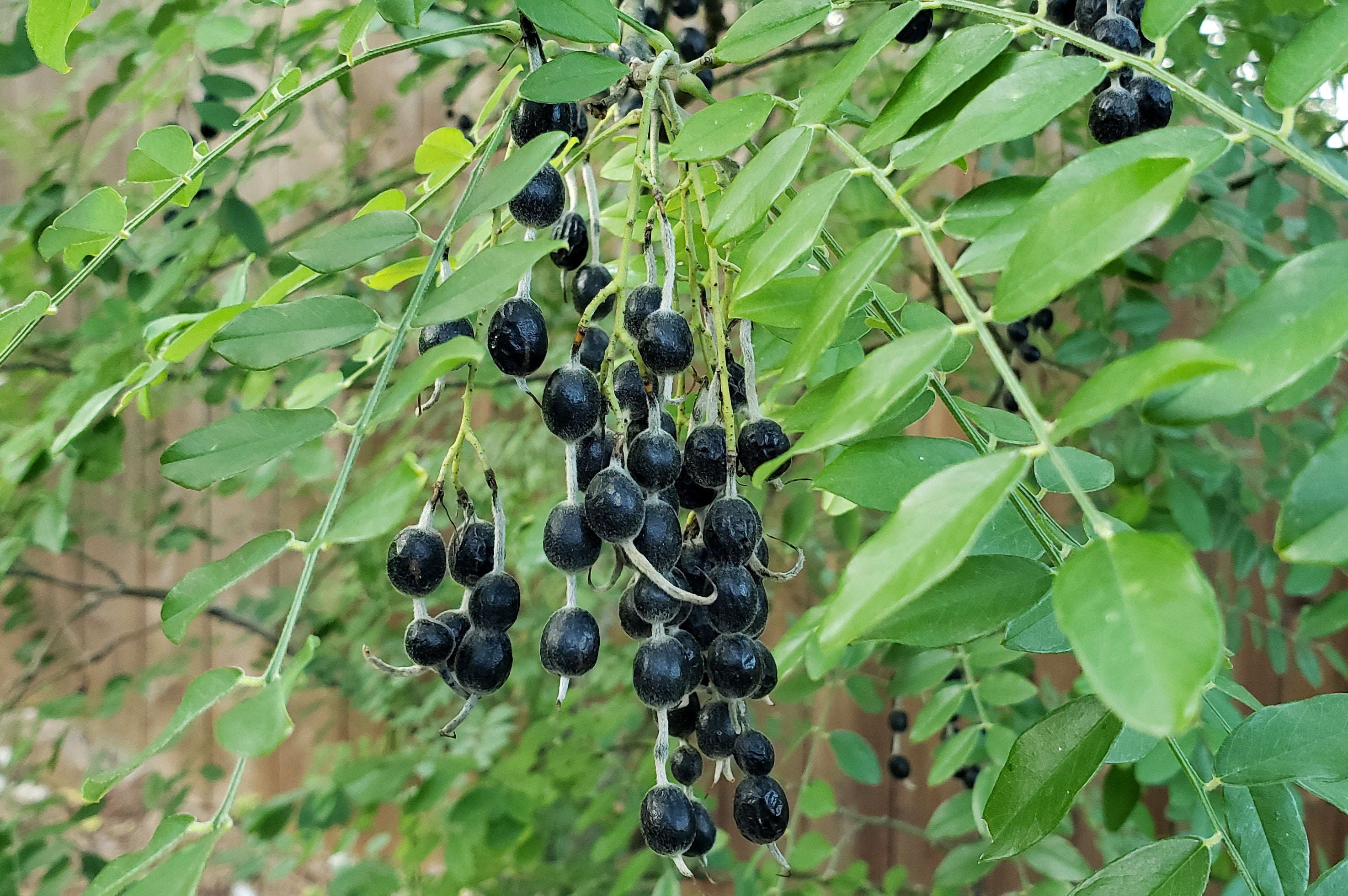 Styphnolobium affine (Eve's Necklace)