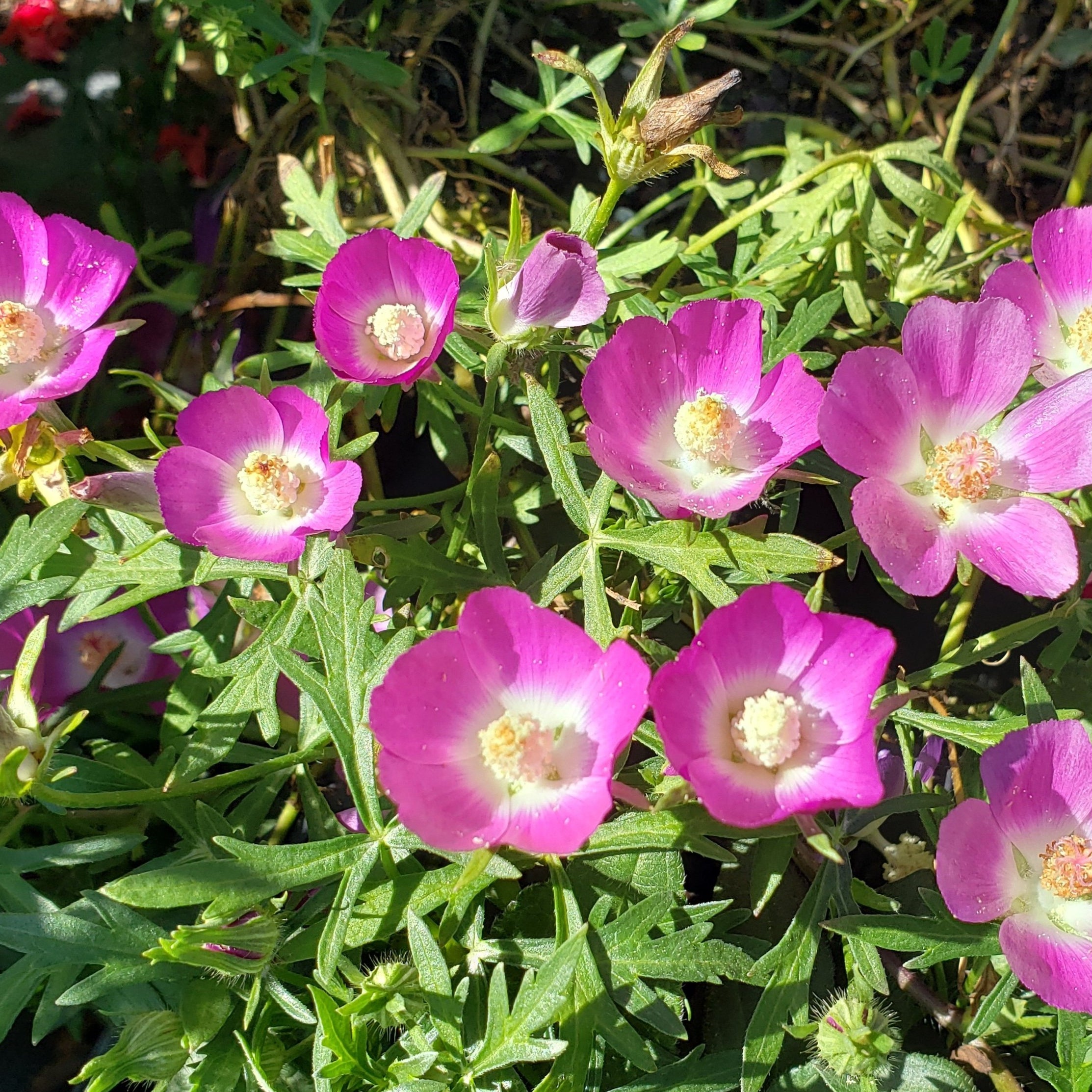 Callirhoe involucrata (Winecup)