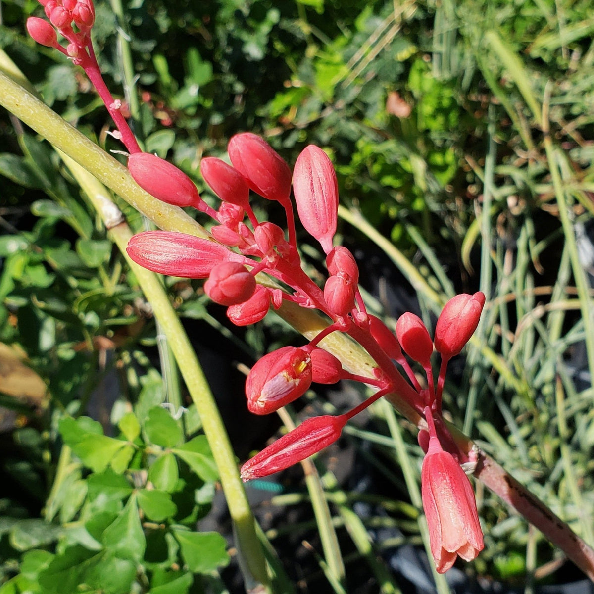 Yucca, Red (Hesperaloe parviflora)