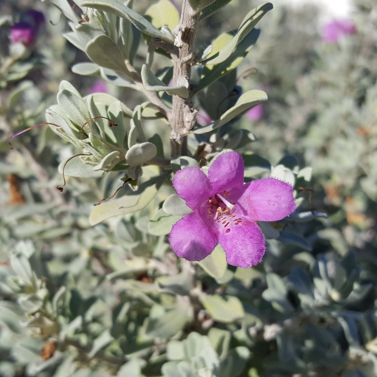 Texas sage (Leucophyllum frutescens)