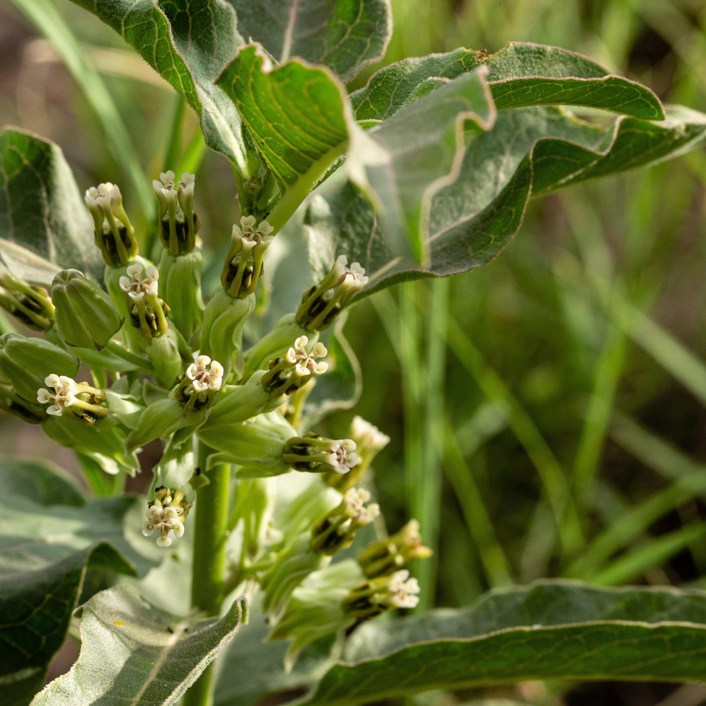 Asclepias oenotheroides (Zizotes Milkweed)