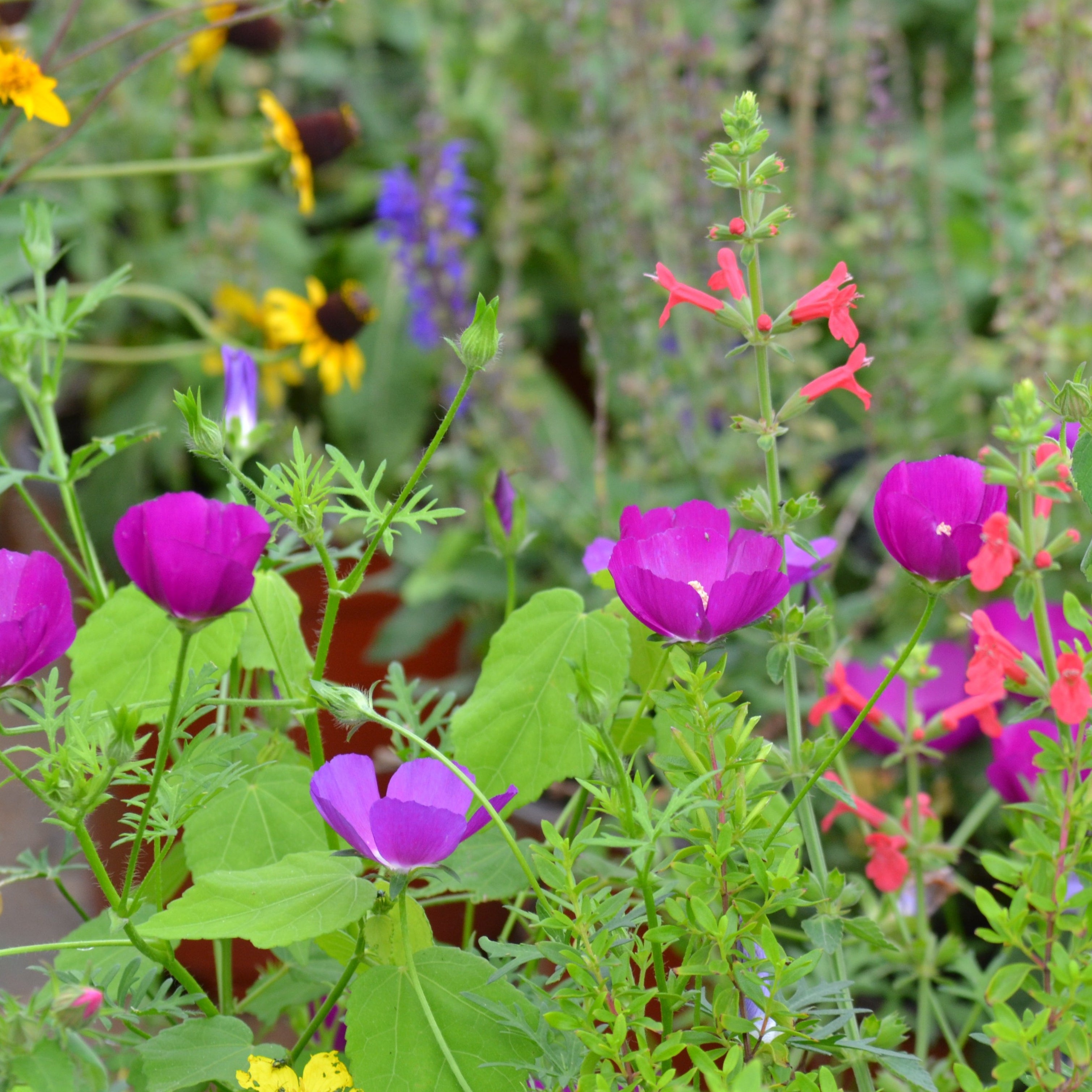 Callirhoe involucrata (Winecup)