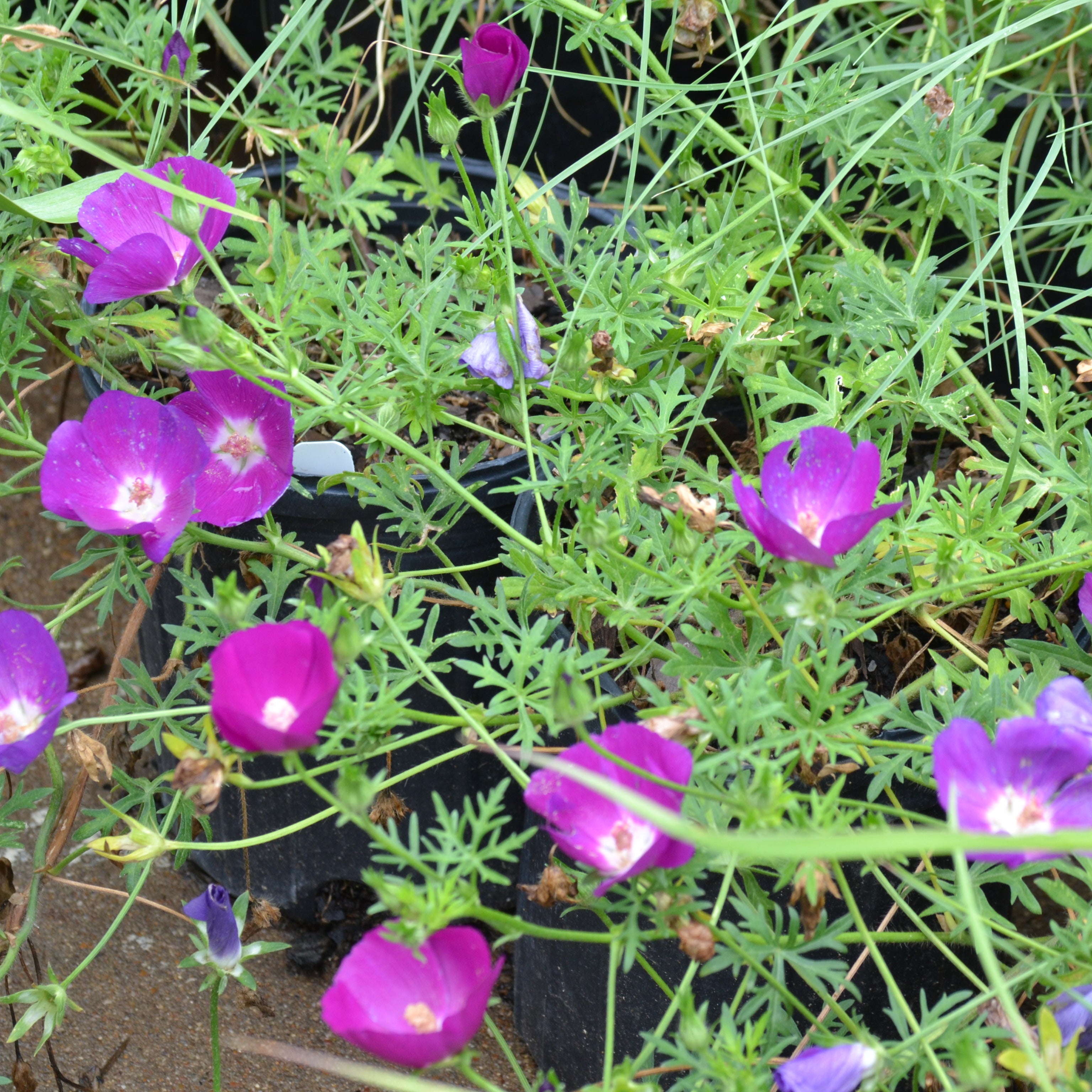 Callirhoe involucrata (Winecup)