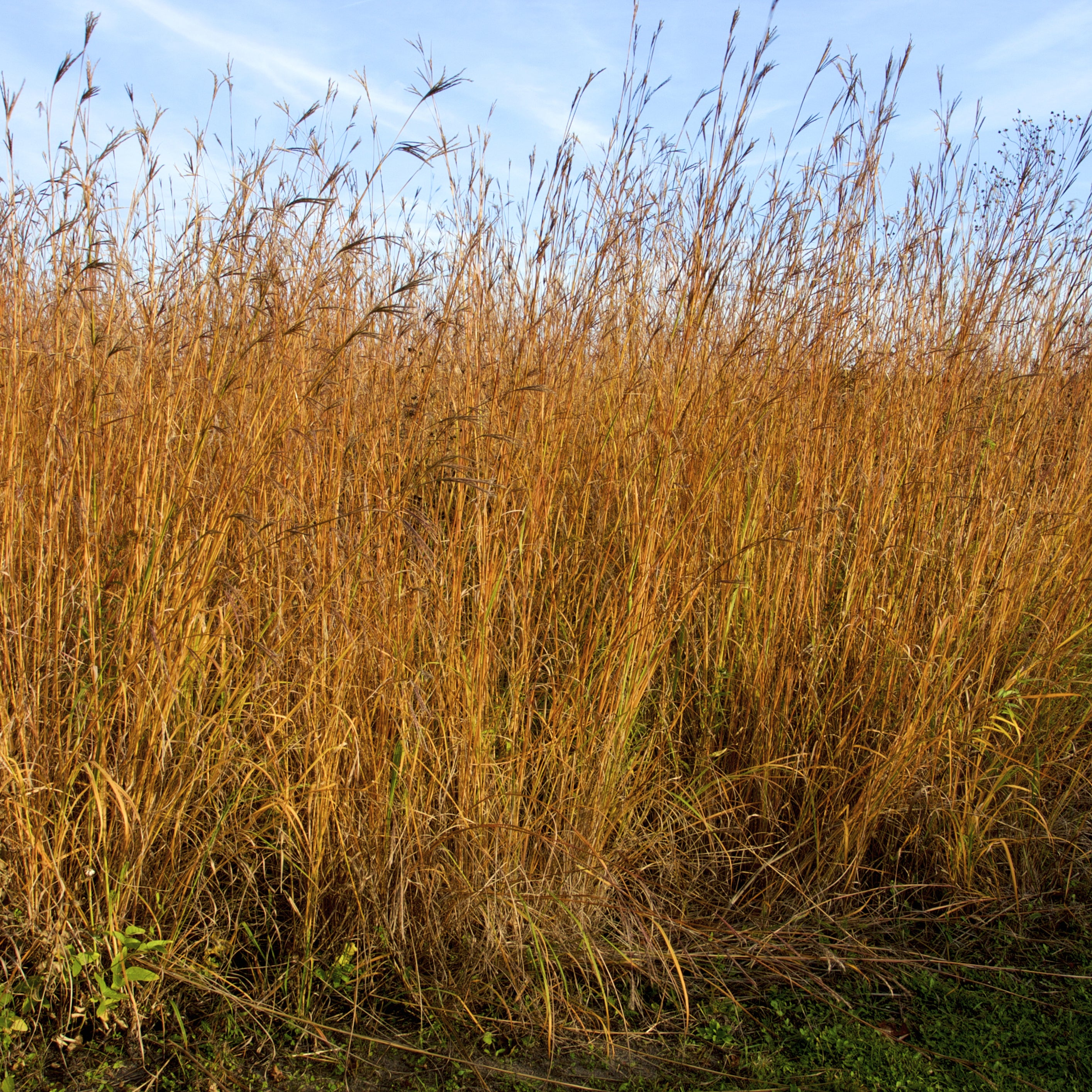 Andropogon gerardii (Big Bluestem)