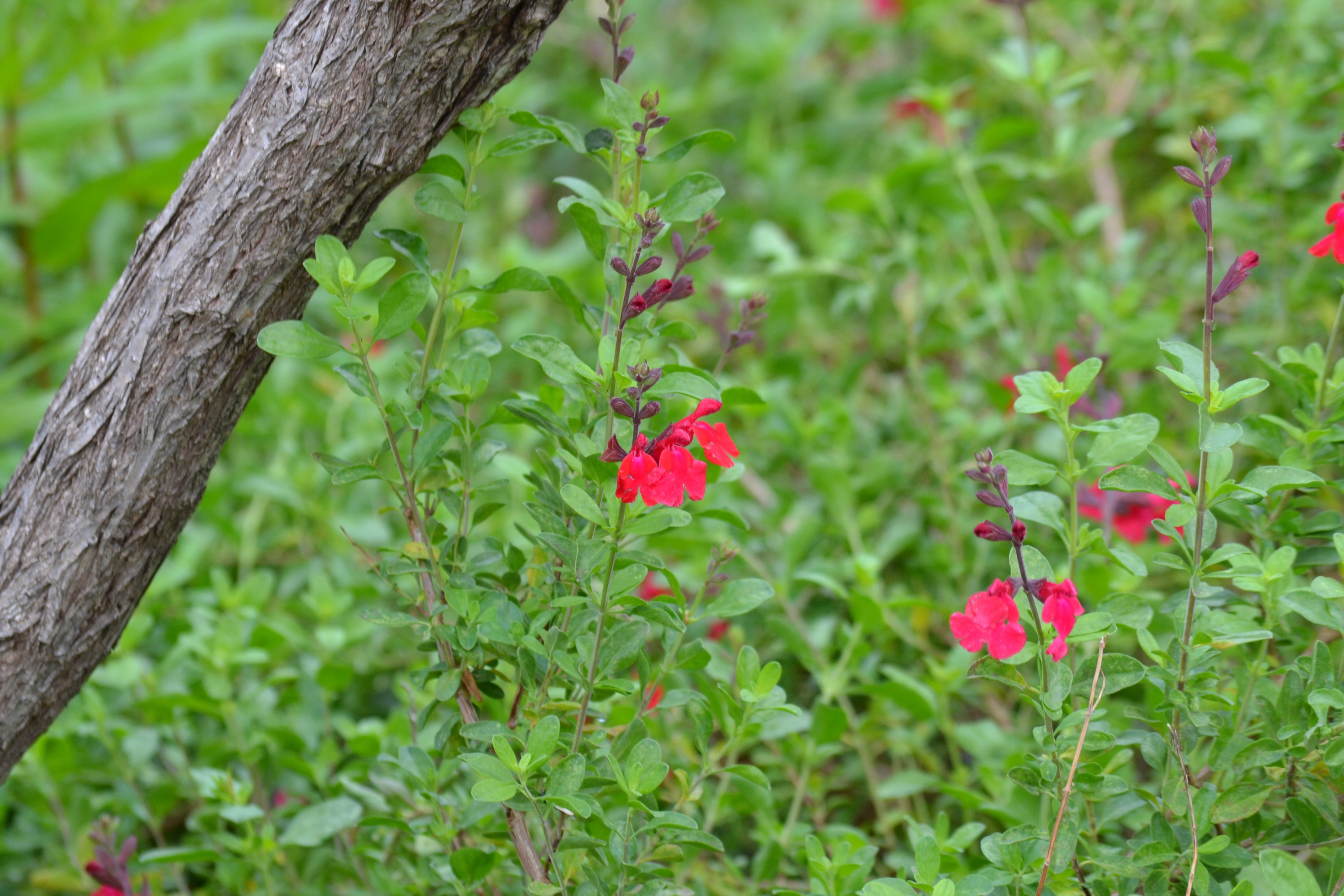 Salvia greggii red (Autumn Sage red)