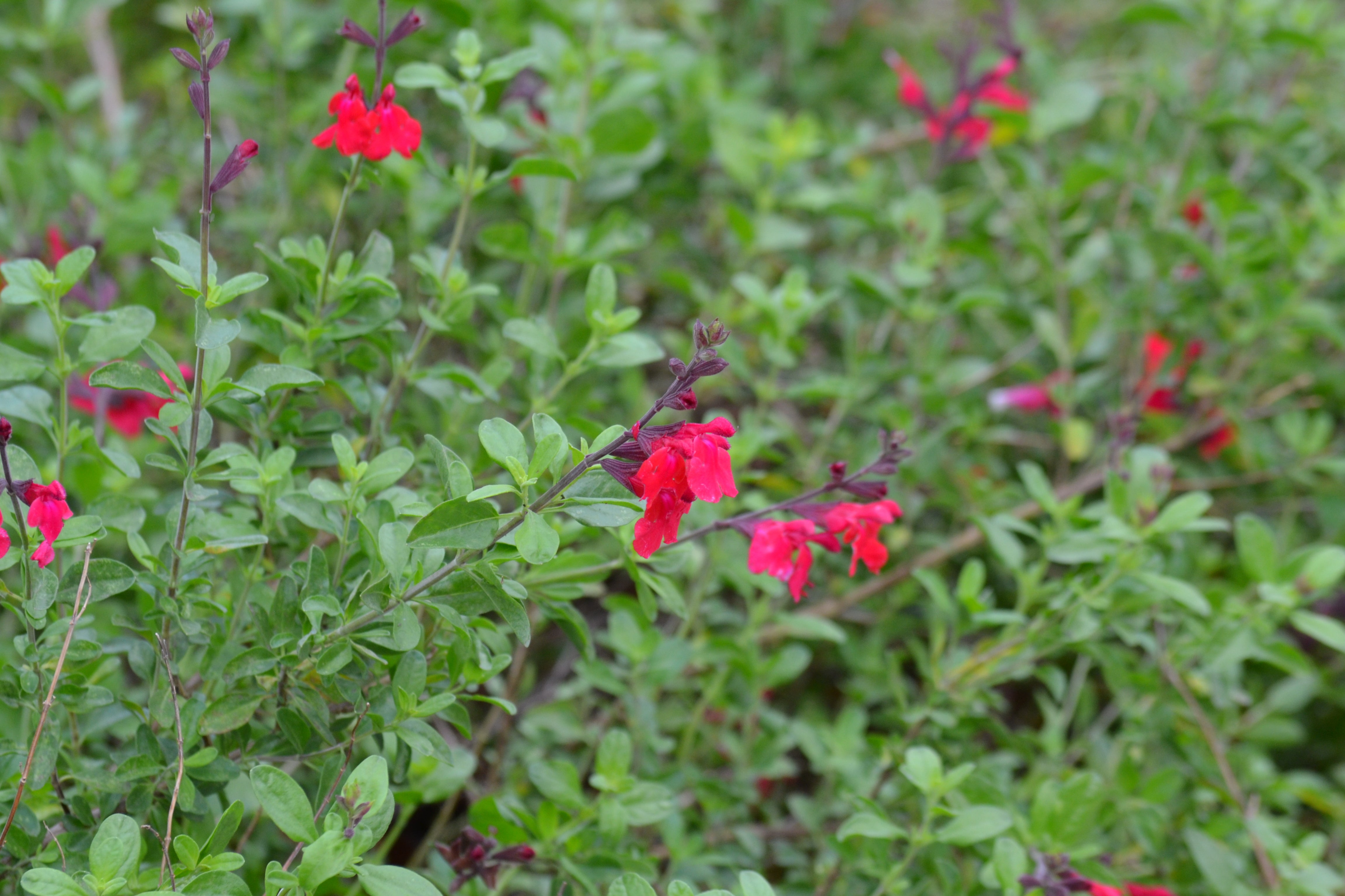 Salvia greggii red (Autumn Sage red)