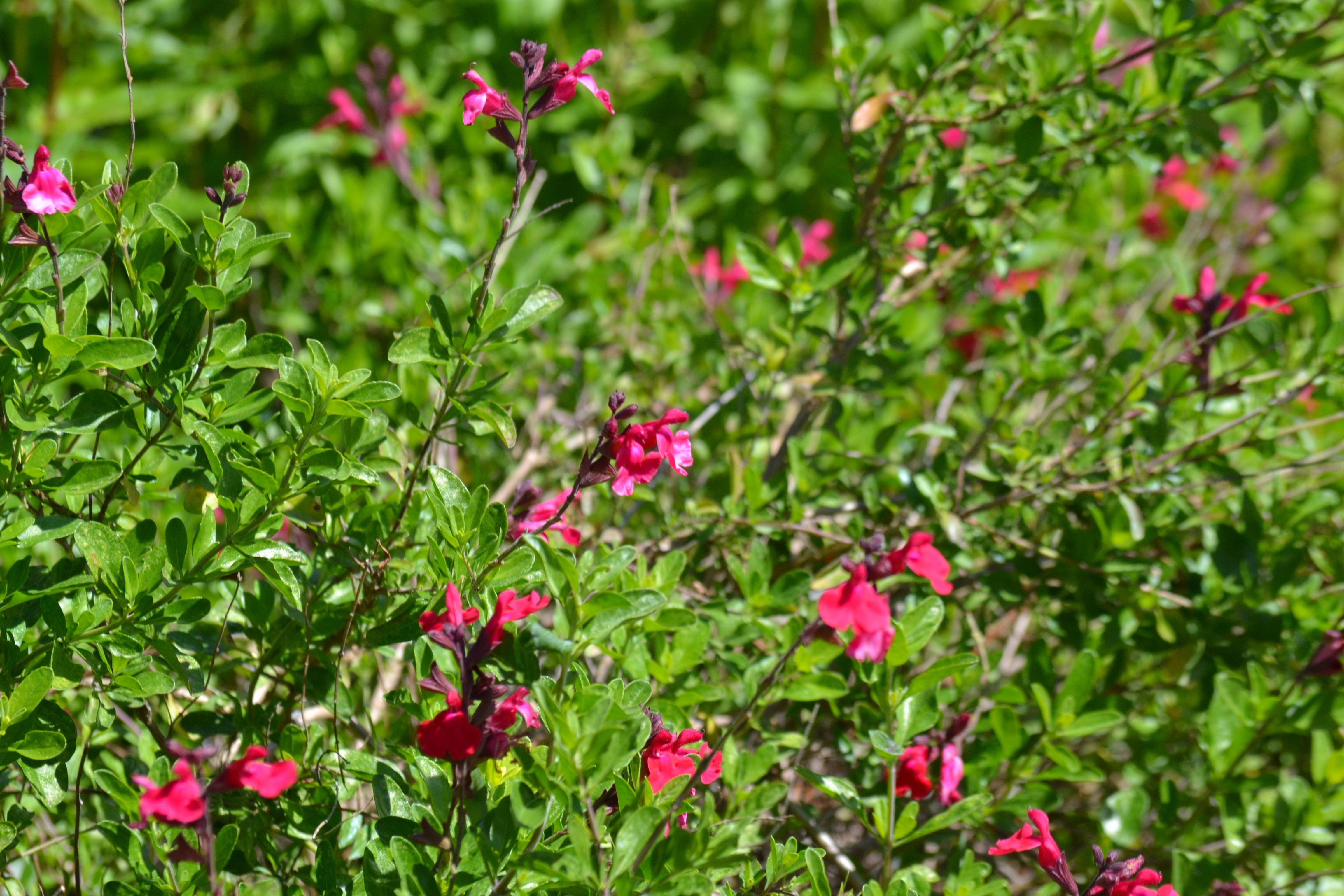 Salvia greggii red (Autumn Sage red)