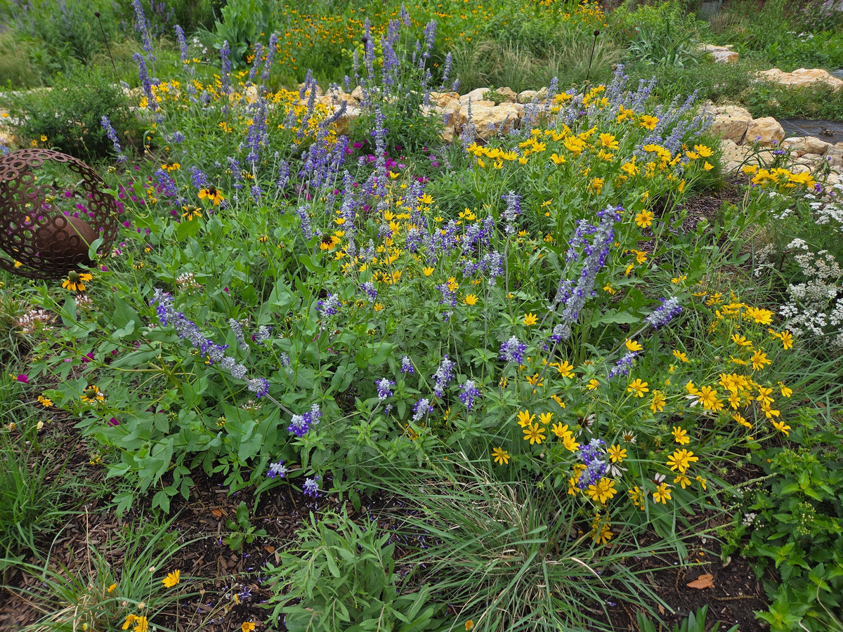 Unrestrained: The Story of the Short Pollinator Garden