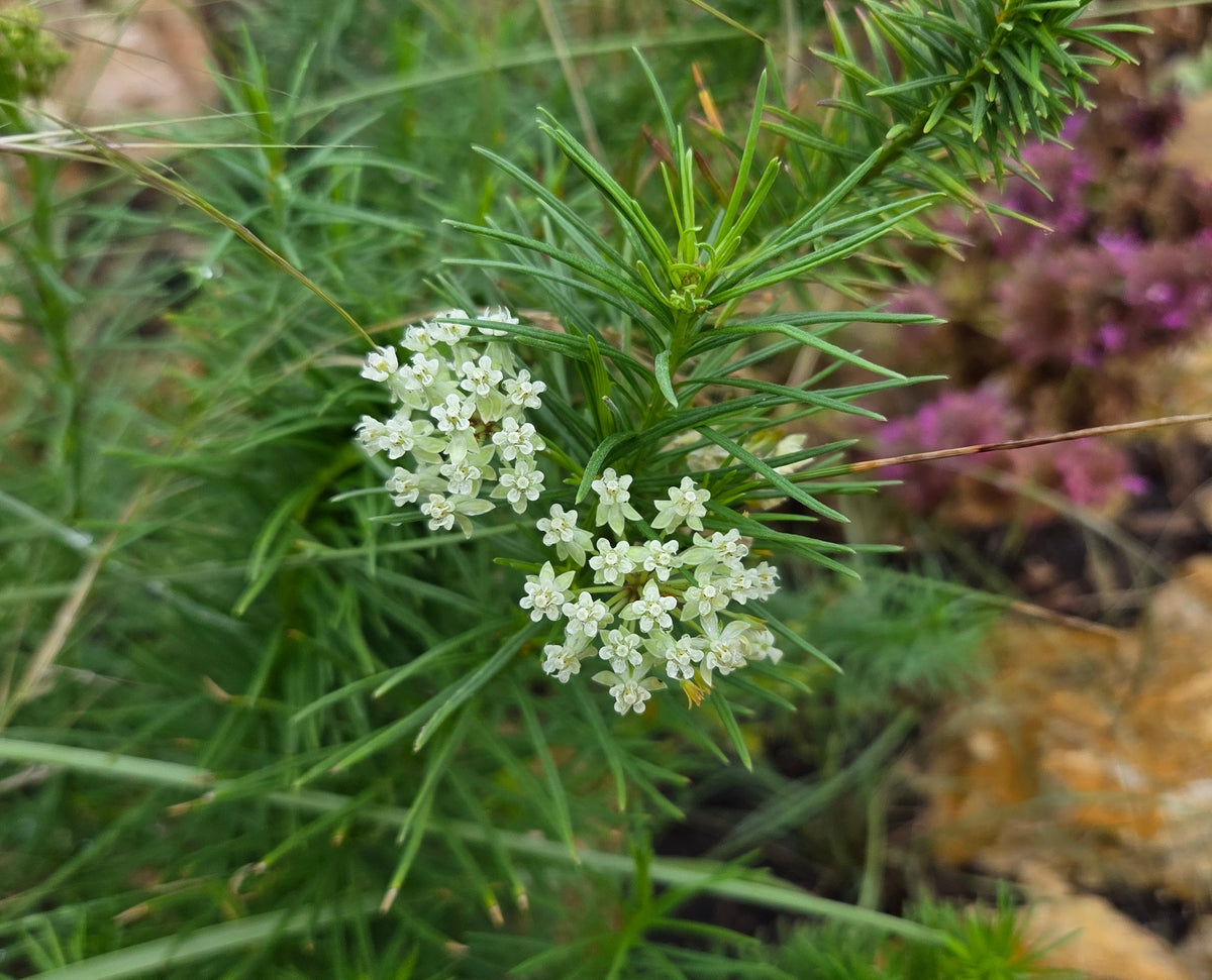The Host with the Most: Plants That Attract Butterflies and Moths
