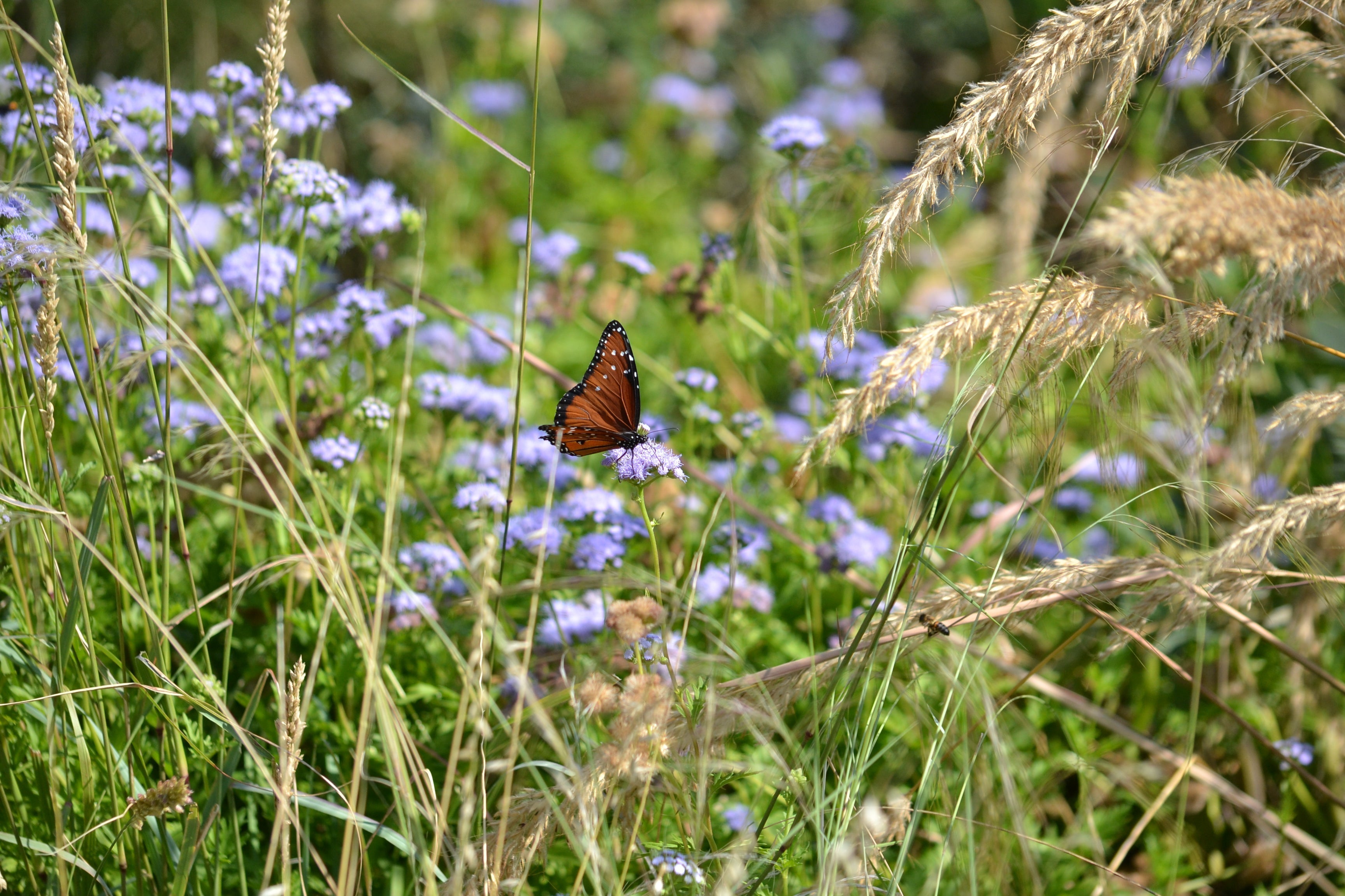 10 Top Plants for a North Texas Pollinator Garden