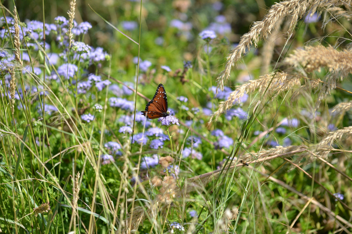 10 Top Plants for a North Texas Pollinator Garden